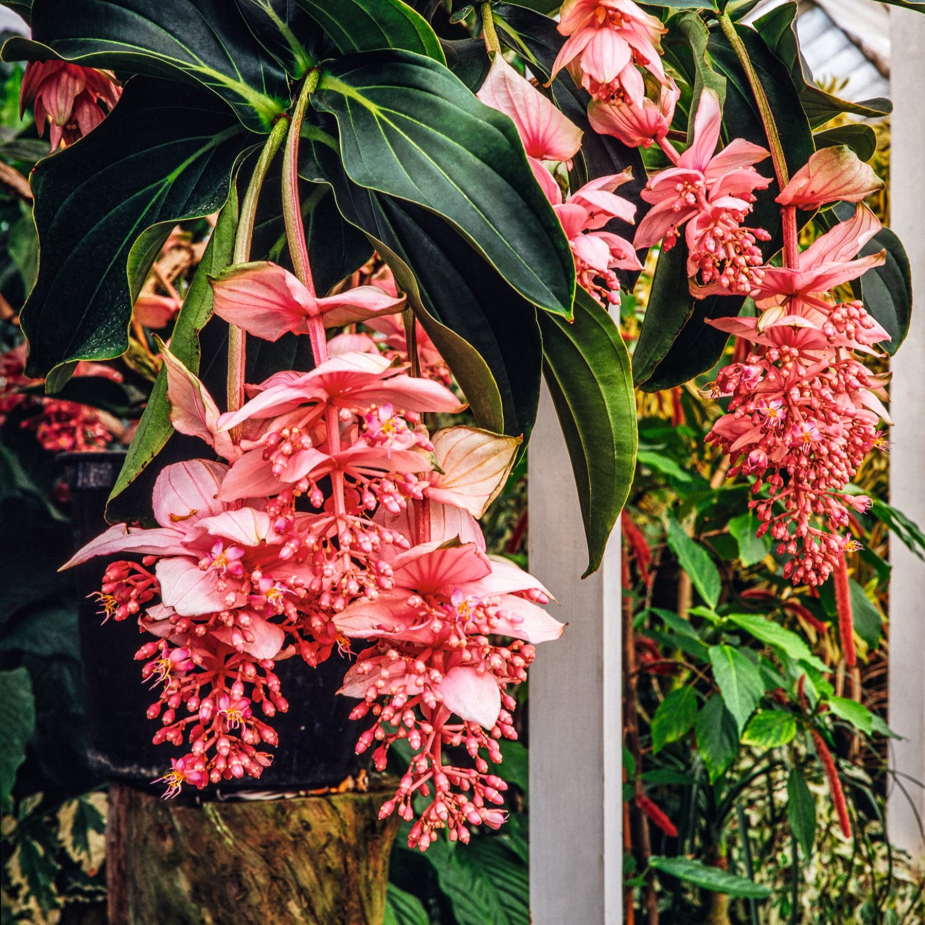 Leuchtend rote und rosa Blüten blühen inmitten üppiger grüner Blätter und schaffen ein bezauberndes Naturschauspiel.