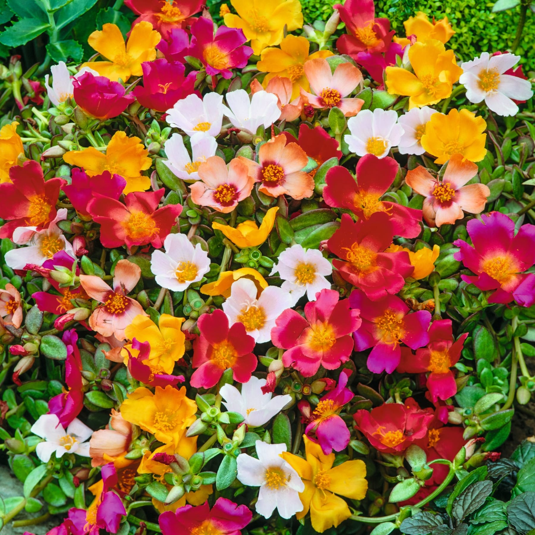 Eine lebendige und farbenfrohe Darstellung verschiedener blühender Blumen, darunter rote, gelbe und weiße Blütenblätter, vor einem üppigen grünen Hintergrund.