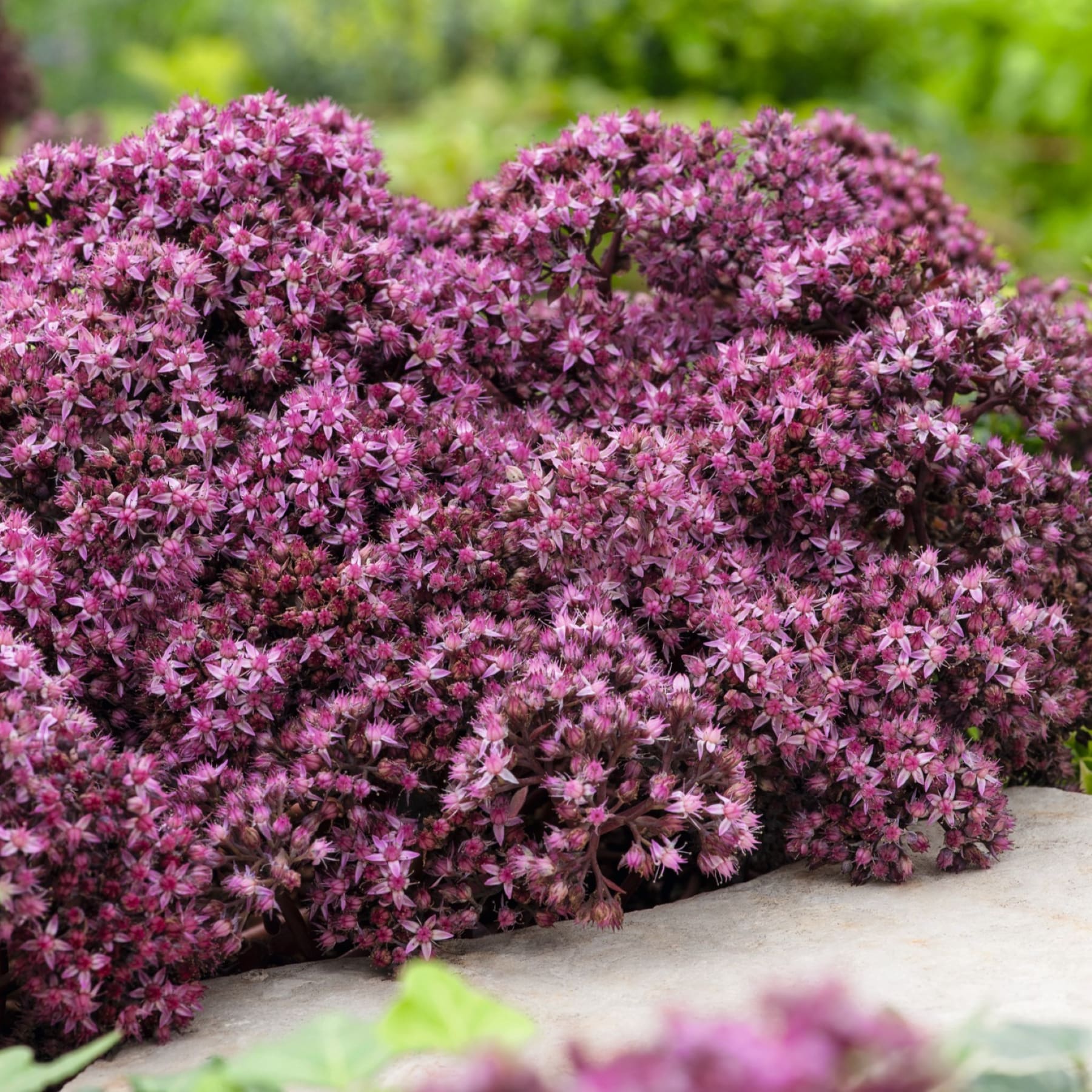 Eine üppige, lebendige Pracht violetter Blumen füllt den Vordergrund, umgeben von einem grünen, unscharfen Hintergrund.