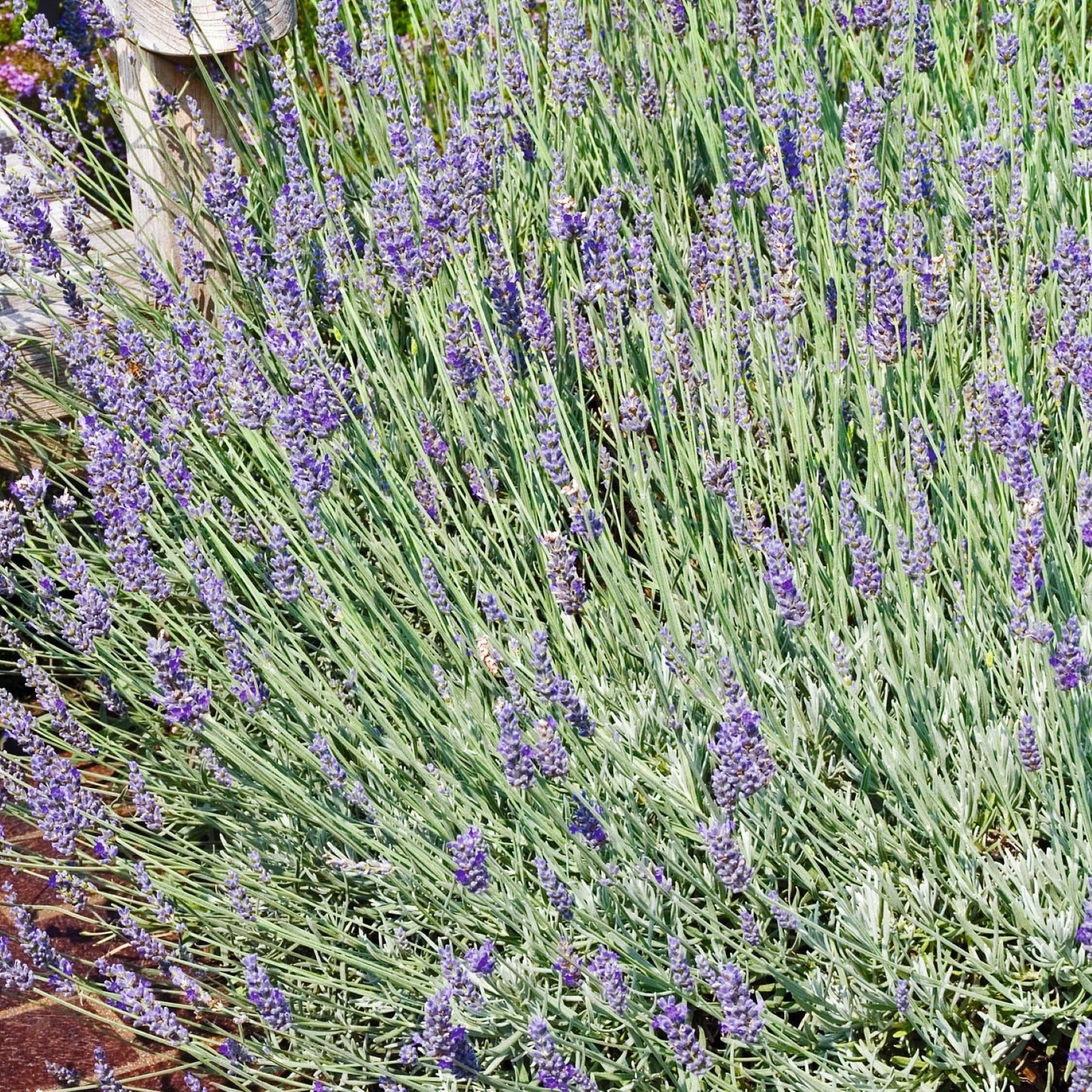 Ein üppiges, grünes Feld mit Lavendelpflanzen, deren schlanke Stängel mit leuchtend violetten Blüten geschmückt sind, vor einem Hintergrund aus Erdtönen.