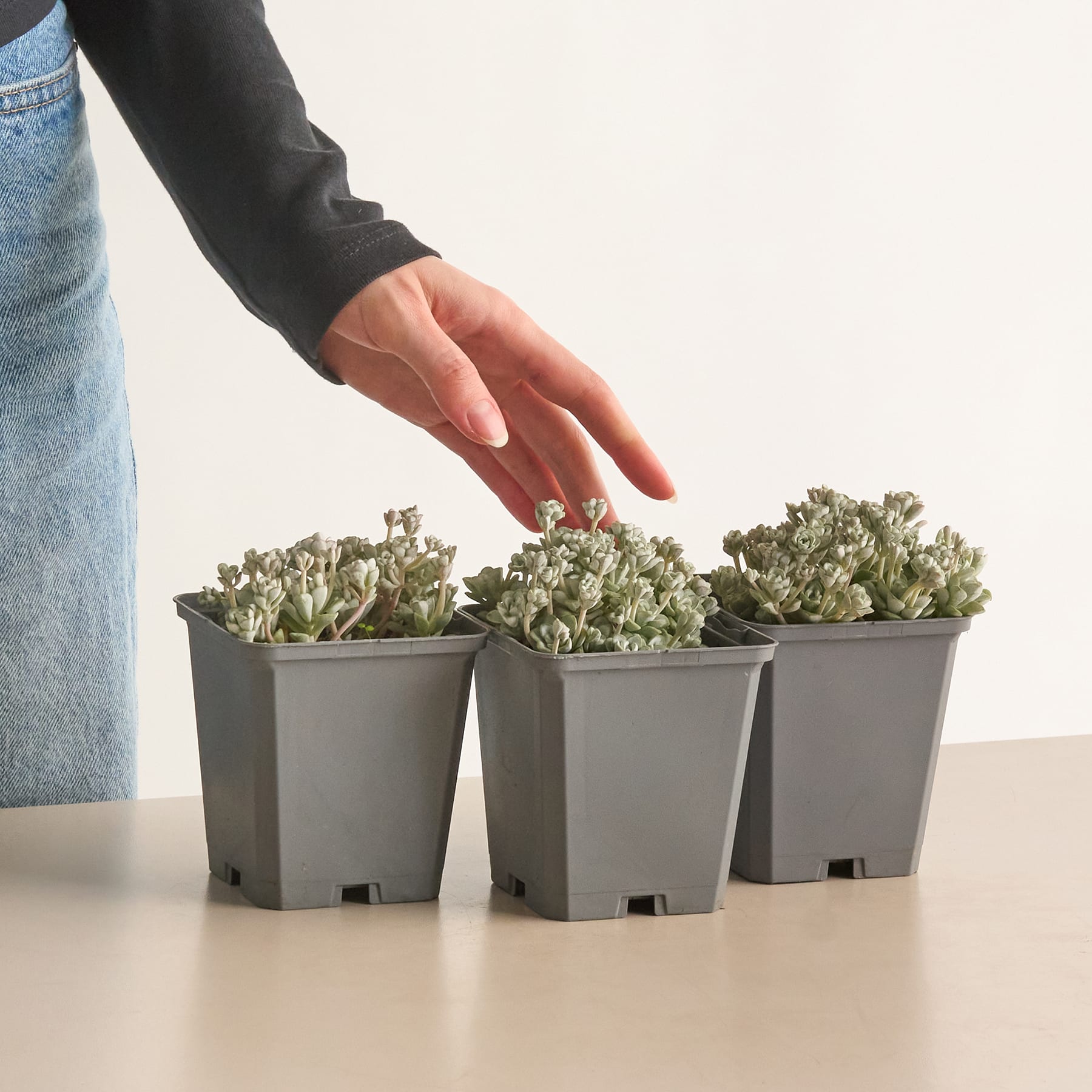 Eine Hand im Ärmel eines schwarzen Anzugs greift nach drei kleinen Topfpflanzen mit weißen Blüten auf einem Tisch.