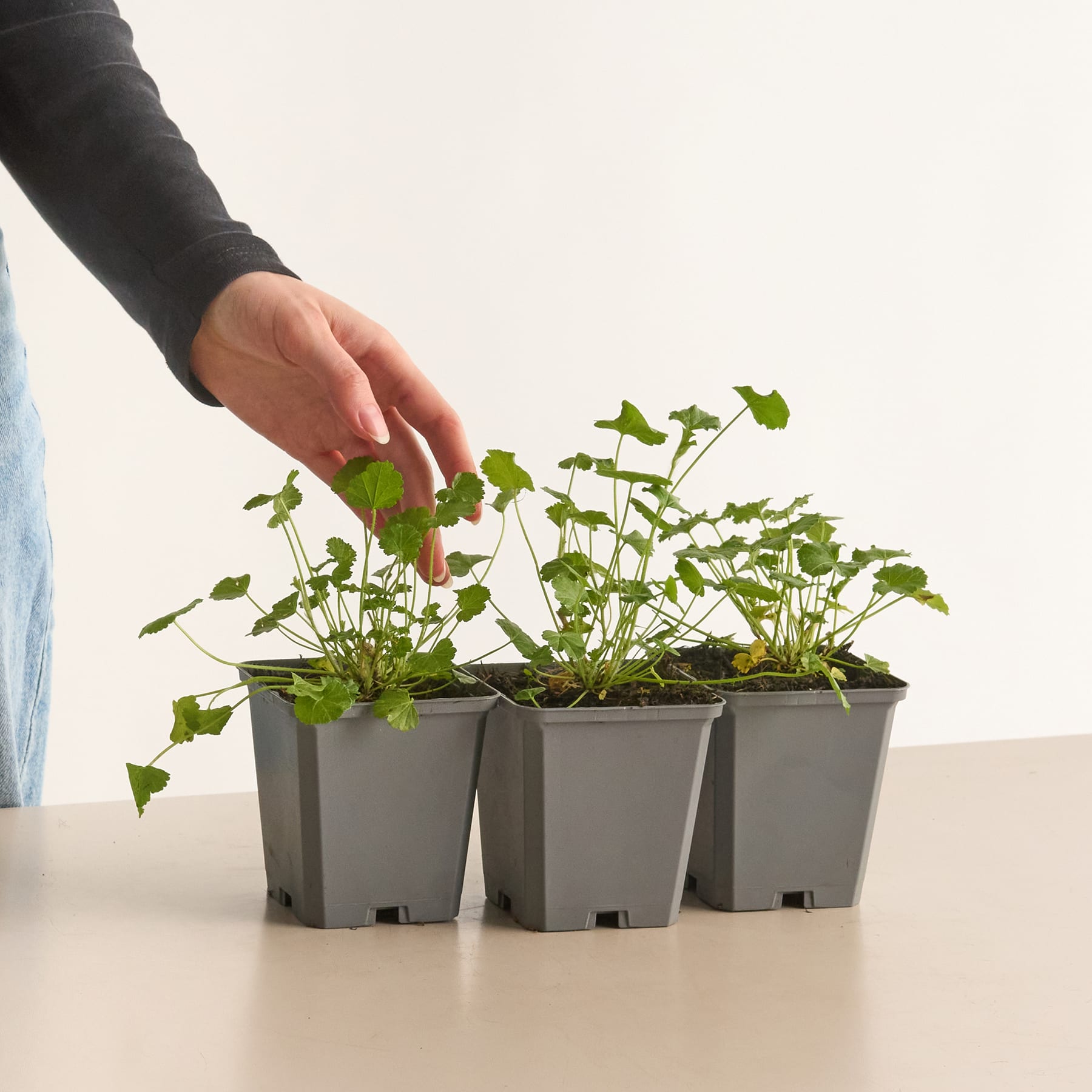 Eine Hand streckt sich aus, um sich um eine Gruppe kleiner Topfpflanzen mit grünen Blättern auf einer weißen Oberfläche zu kümmern.