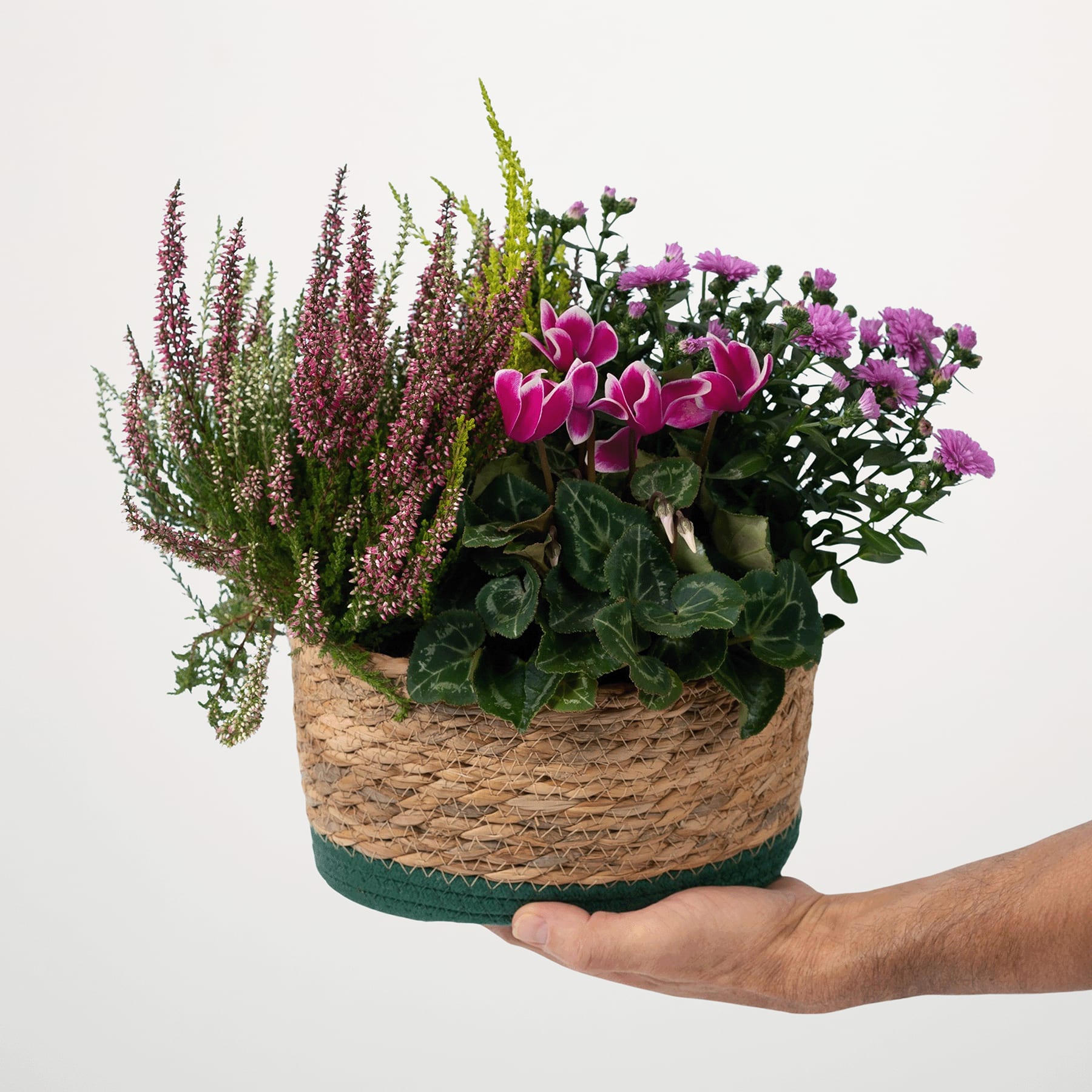 Eine Hand hält einen geflochtenen Korb, gefüllt mit einem farbenfrohen Arrangement aus rosa und violetten Blumen, darunter Heidekraut und Chrysanthemen, vor einem schlichten blauen Hintergrund.