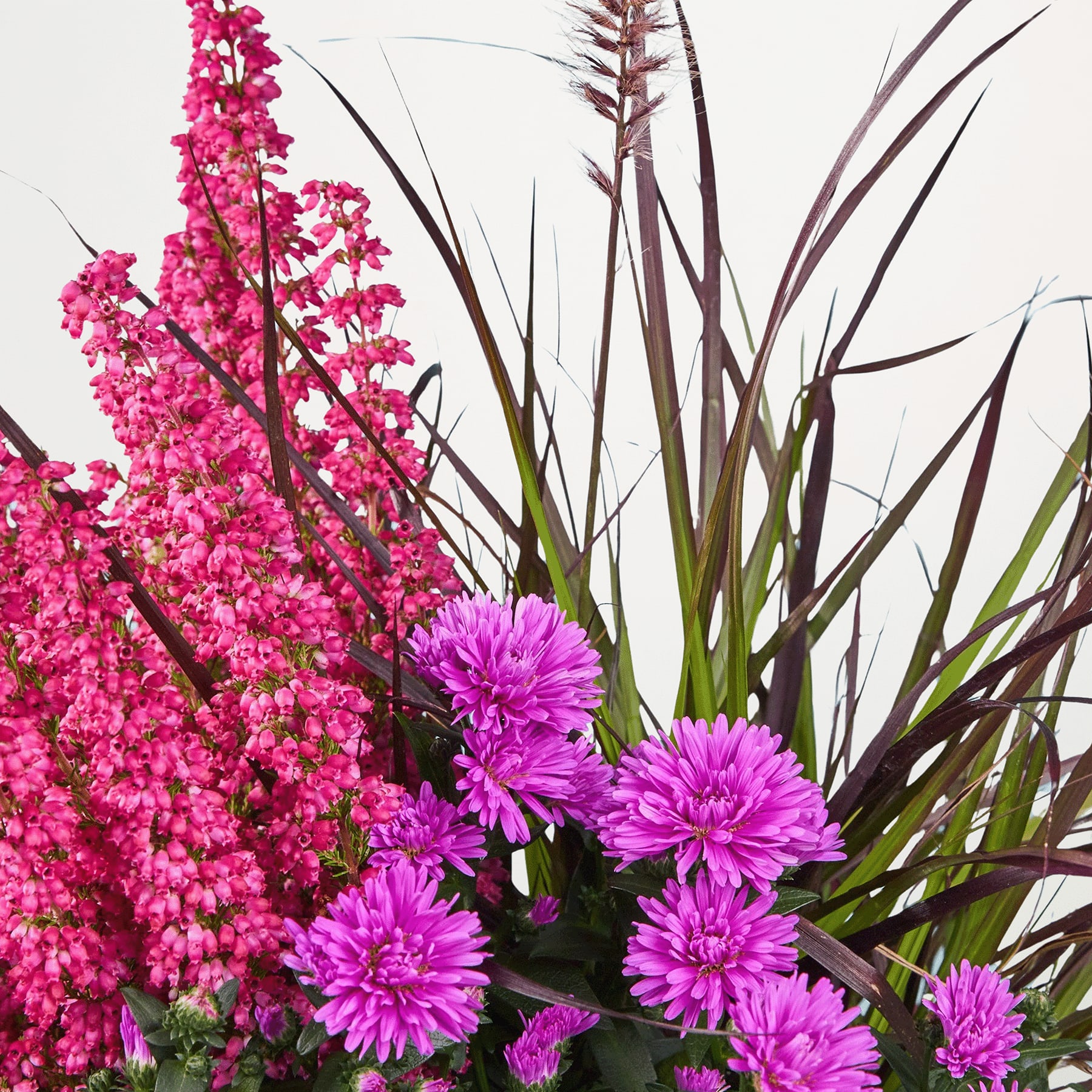 Leuchtend rosa und violette Blüten, umgeben von üppigem grünem Laub vor einem hellblauen Hintergrund.