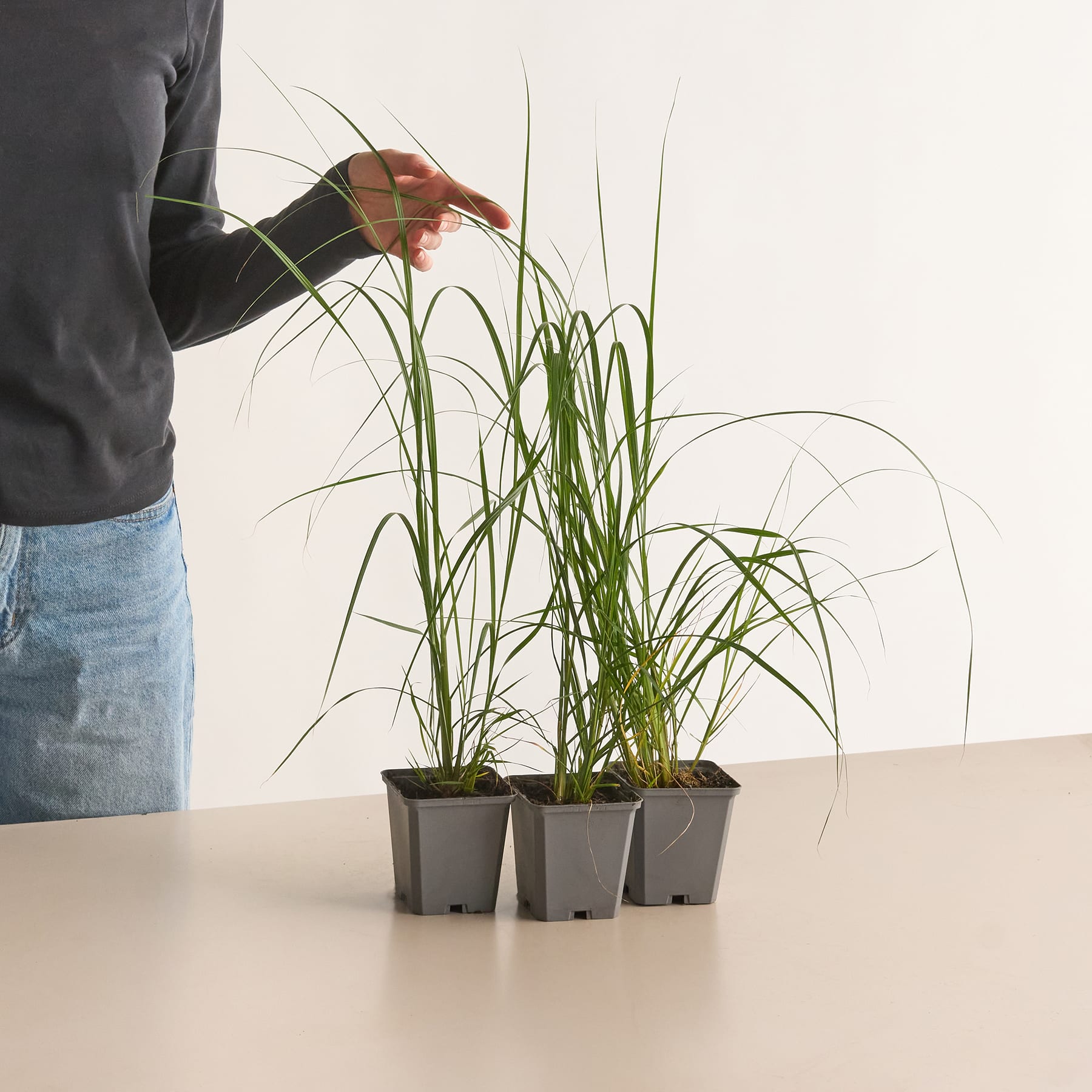 Die Hand einer Person greift nach drei kleinen Topfpflanzen mit langen, schlanken grünen Blättern auf einem schlichten weißen Hintergrund.