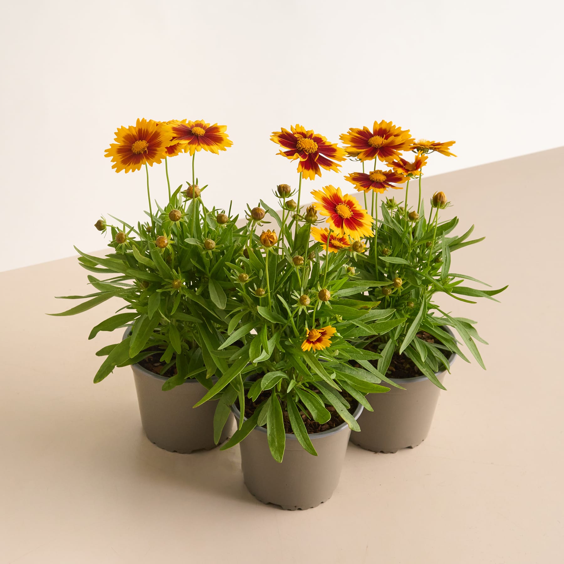 Leuchtend gelbe und orangefarbene Gerbera-Gänseblümchen in Töpfen stehen auf einem schlichten Hintergrund, ihr üppiges grünes Laub und ihre blühenden Blüten sorgen für ein fröhliches und natürliches Bild.