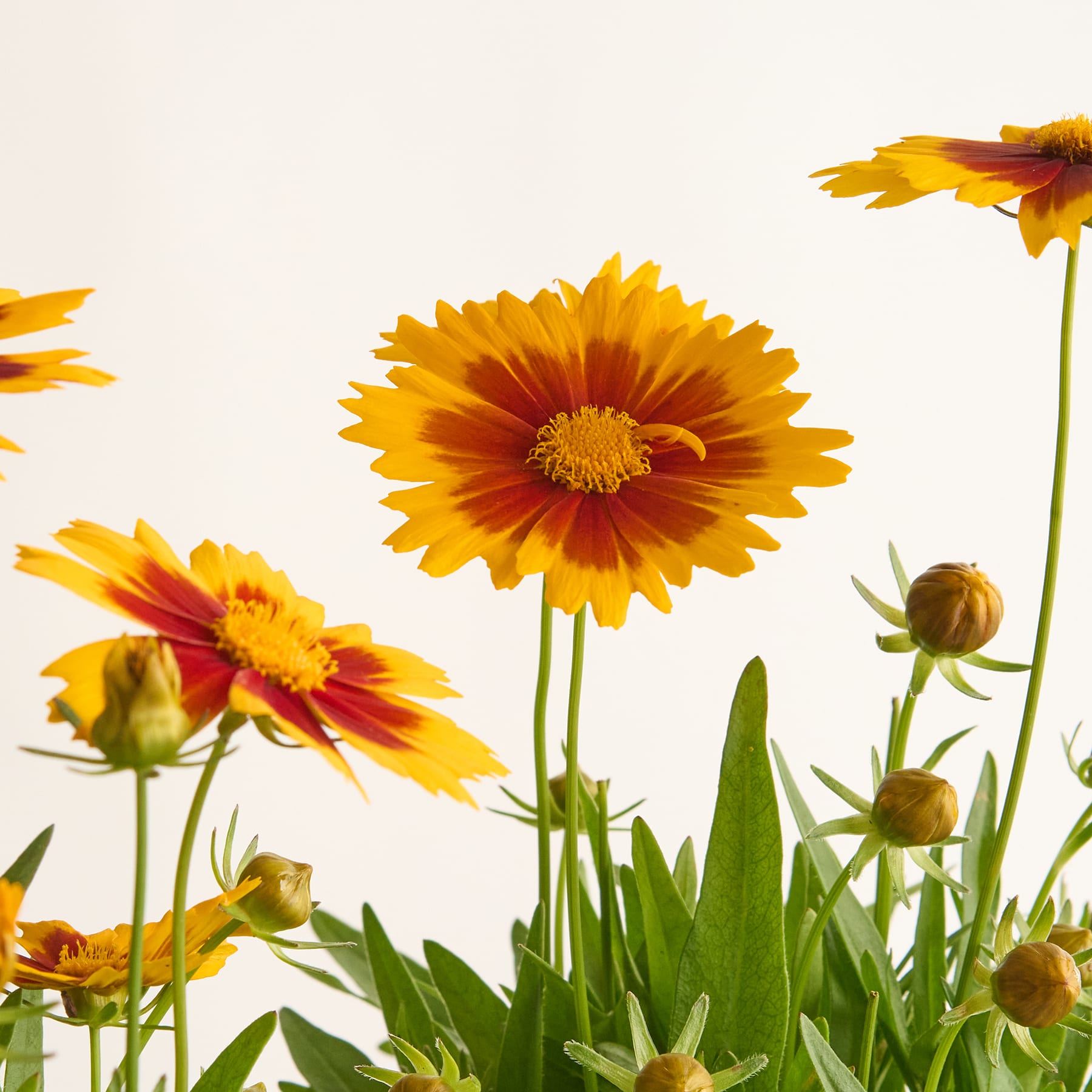 Leuchtend gelbe und orangefarbene Gerbera-Gänseblümchen mit grünem Laub vor einem schlichten weißen Hintergrund.