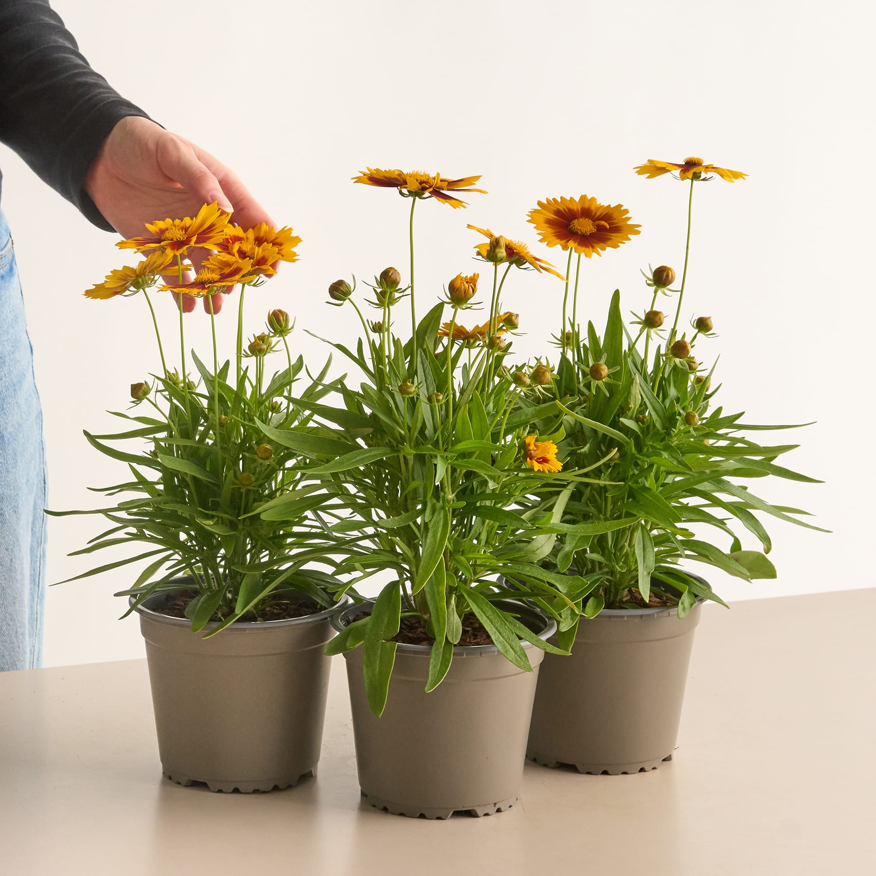 Das Bild zeigt mehrere Topfpflanzen mit leuchtend gelben, gänseblümchenartigen Blüten vor einem schlichten Hintergrund.