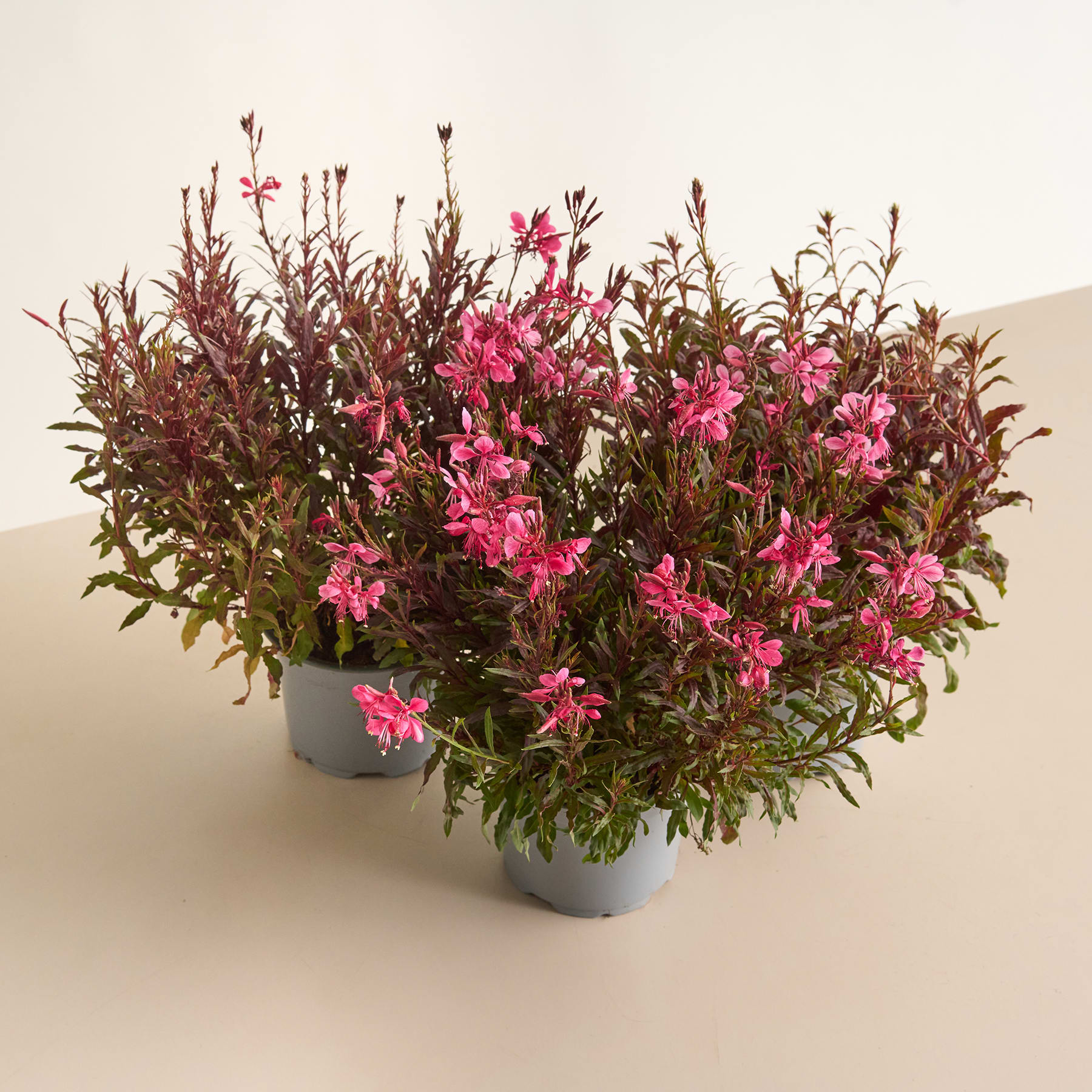 Ein farbenfroher Strauß üppiger, burgunderfarbener Pflanzen mit zarten Blüten steht auf einer schlichten, hellen Oberfläche.