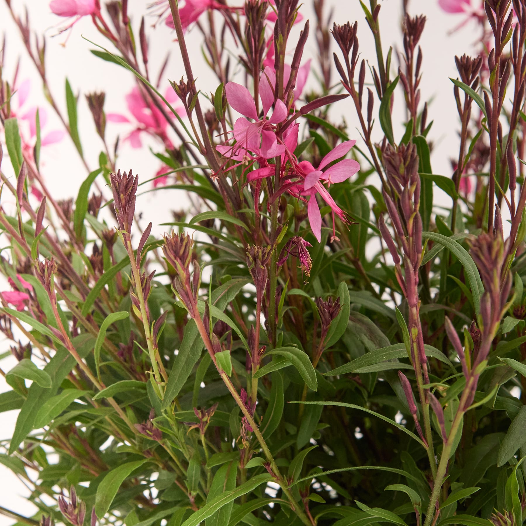 Das Bild zeigt eine leuchtende Pracht rosafarbener Blumen, umgeben von üppigem grünem Laub, wodurch eine optisch beeindruckende und natürliche Szene entsteht.