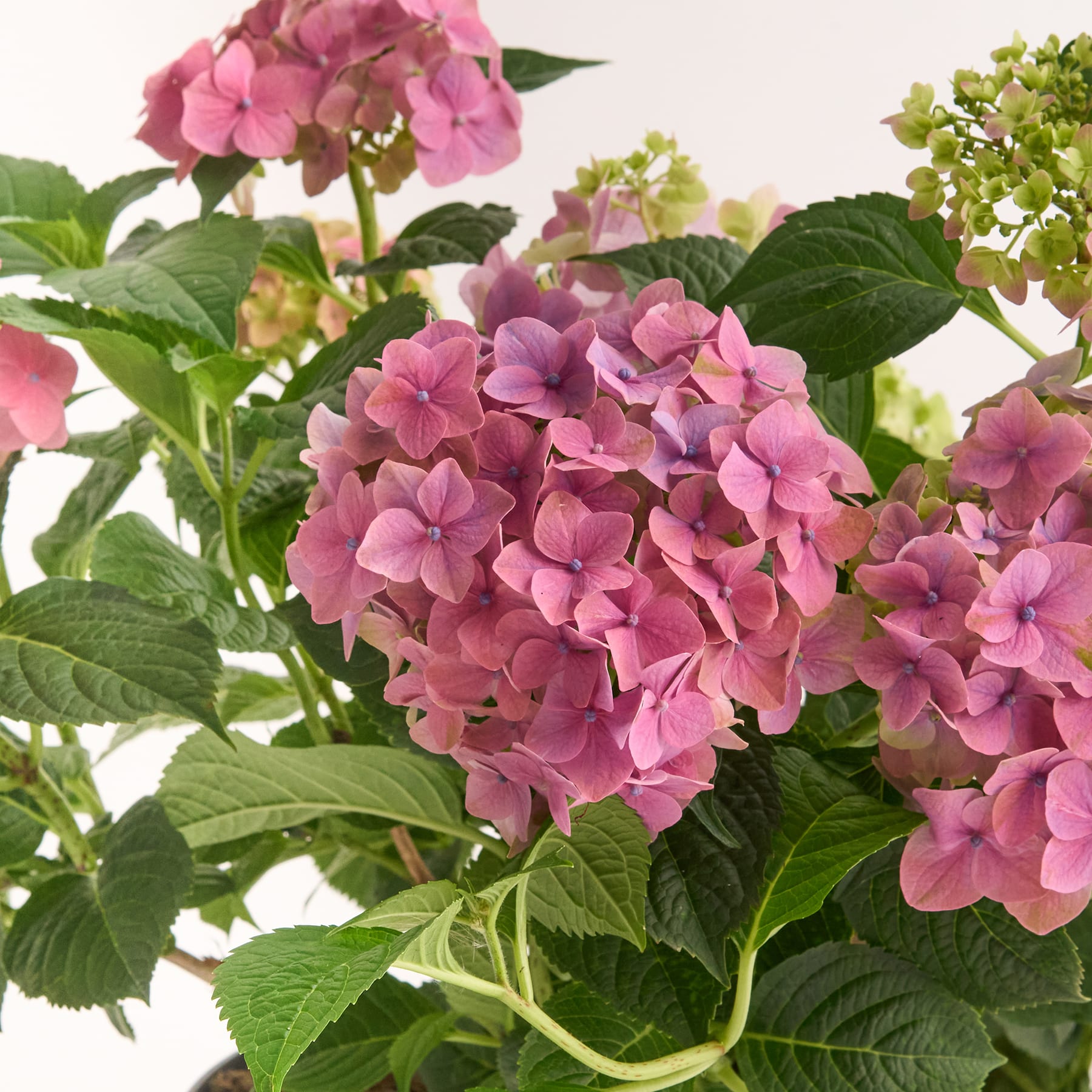 Leuchtend rosa Hortensienblüten mit üppigem grünem Laub füllen den Rahmen und schaffen eine optisch beeindruckende und heitere Blumenpracht.