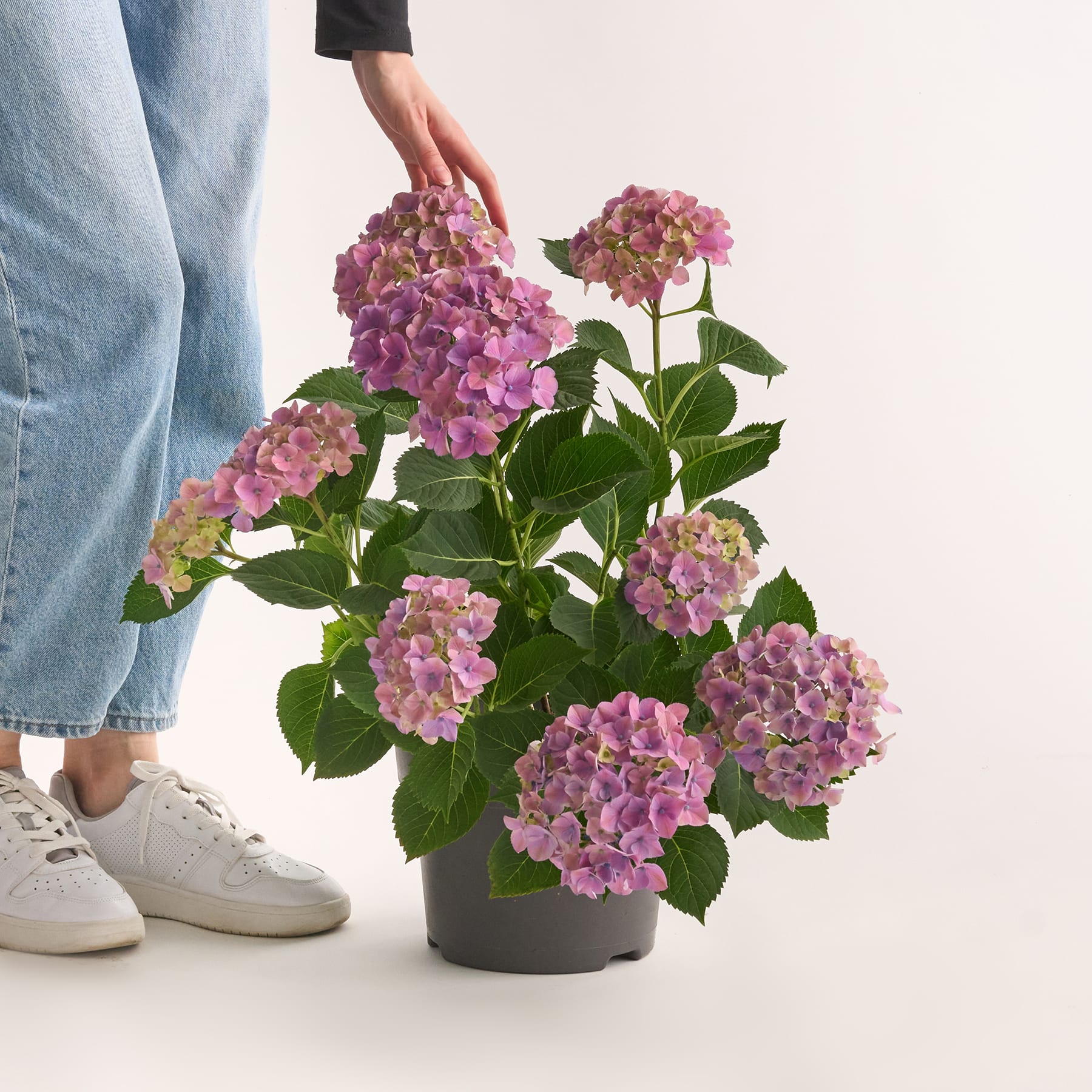 Leuchtend rosa Hortensienblüten in voller Blüte, umgeben von üppigem grünem Laub im Hintergrund.