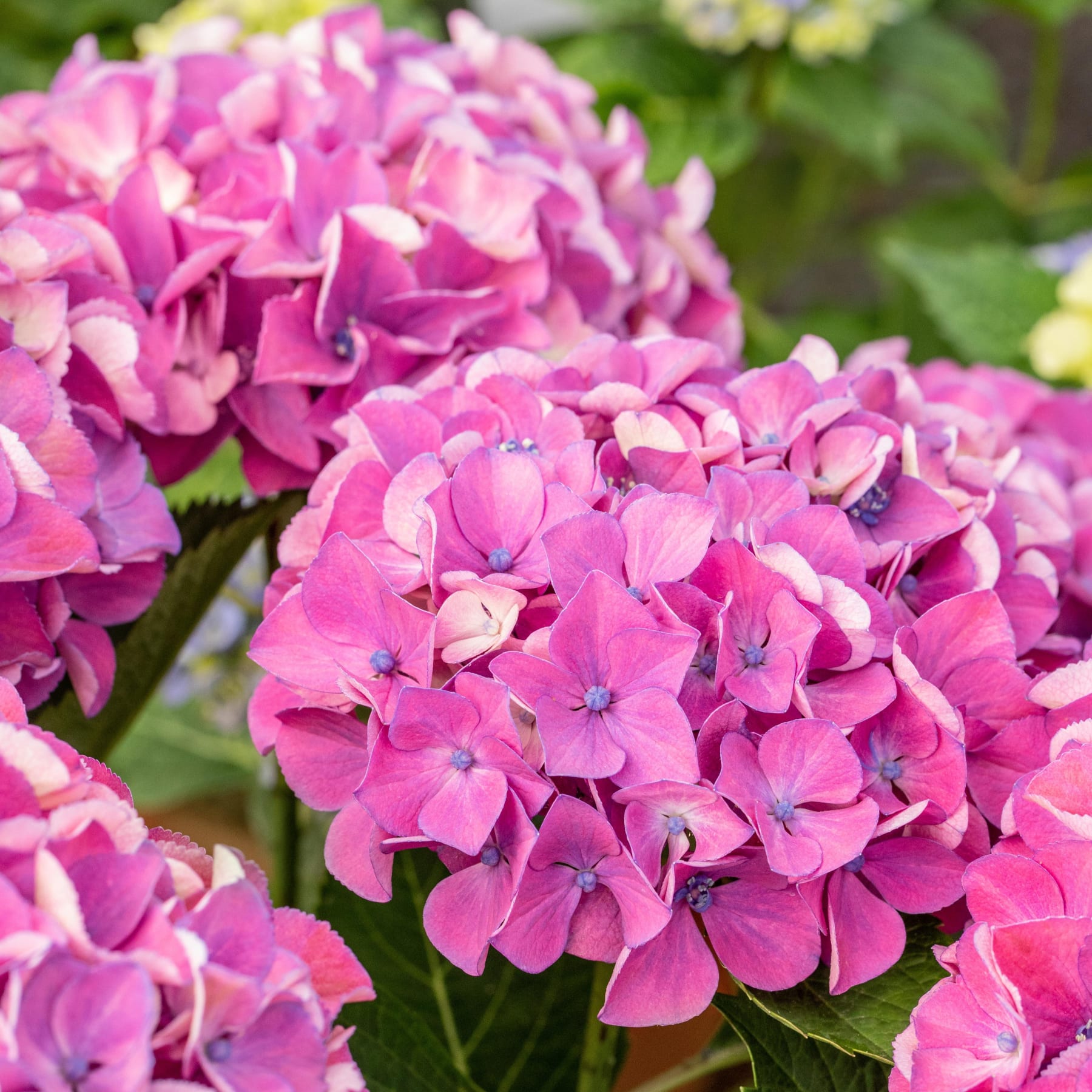 Leuchtend rosa Hortensienblüten in voller Blüte, umgeben von üppigem grünem Laub im Hintergrund.