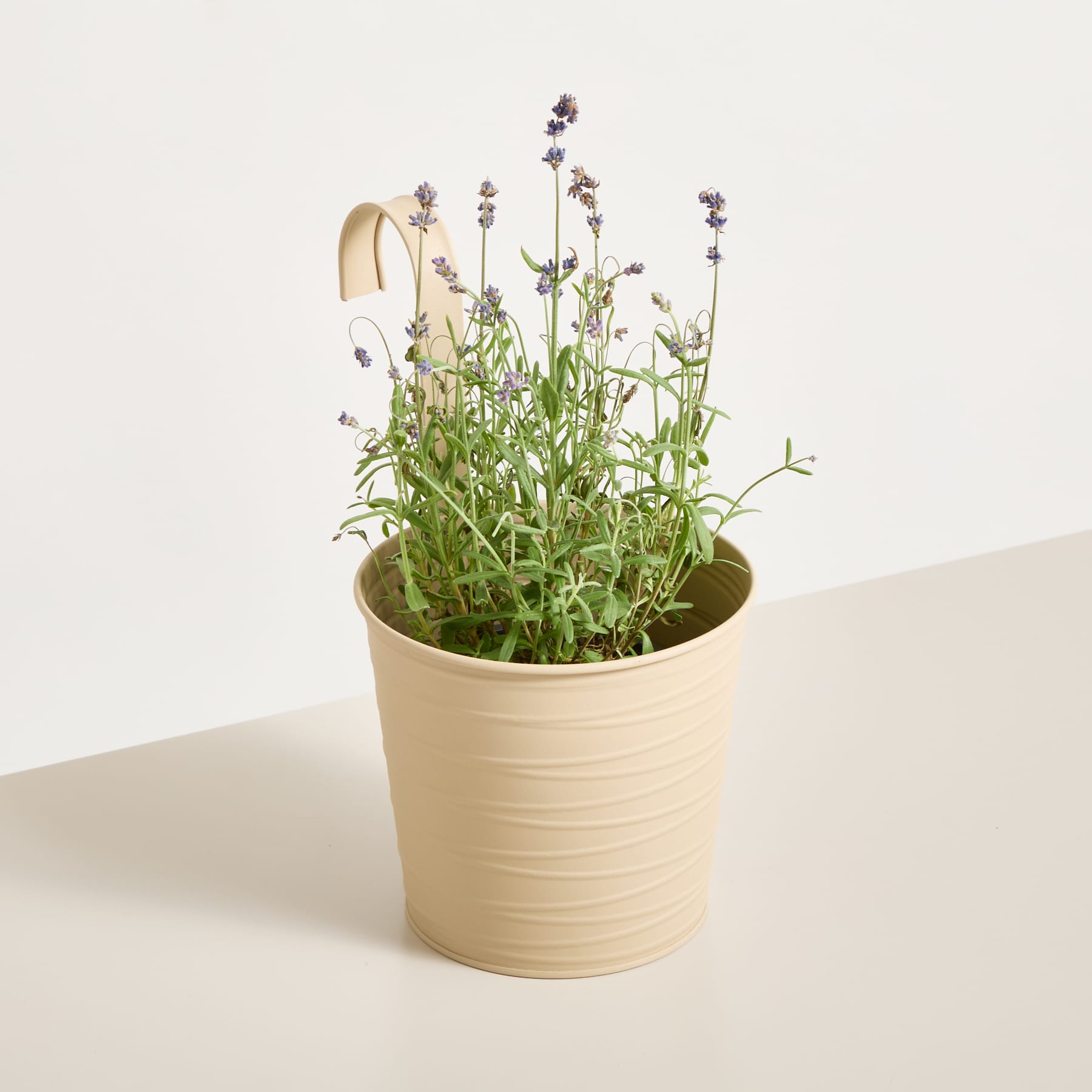 Eine Topfpflanze mit kleinen violetten Blüten steht auf einer hellen Oberfläche vor einem schlichten Hintergrund.