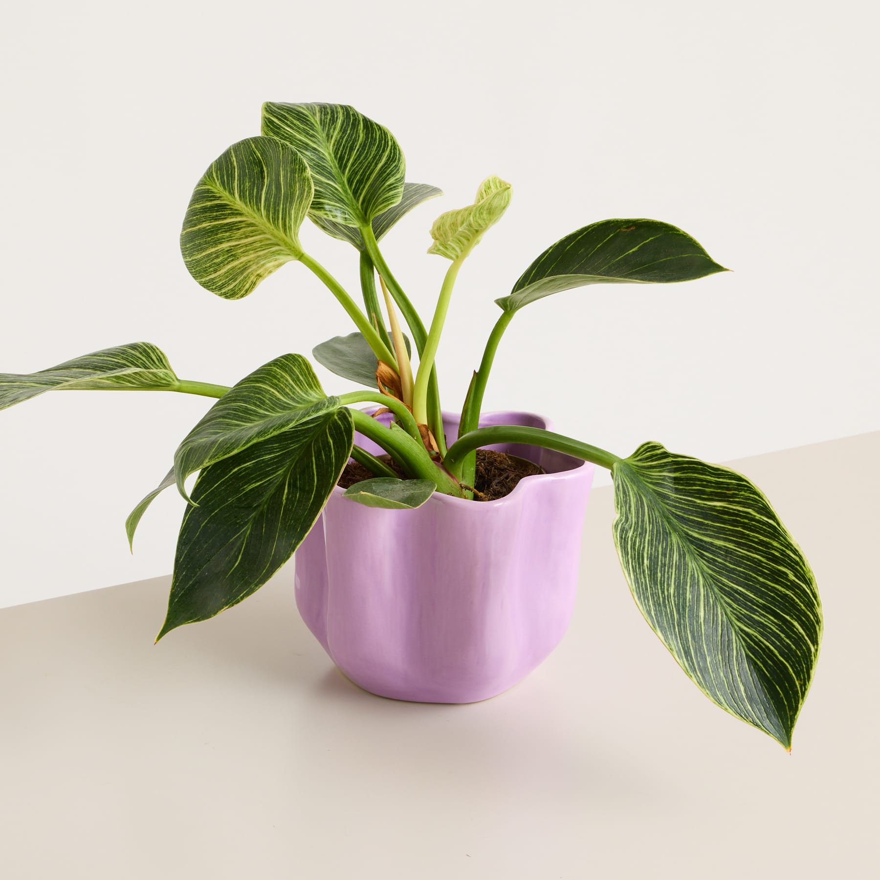 Auf einer hellen Oberfläche steht eine lavendelfarbene Keramikschale in Blumenform.