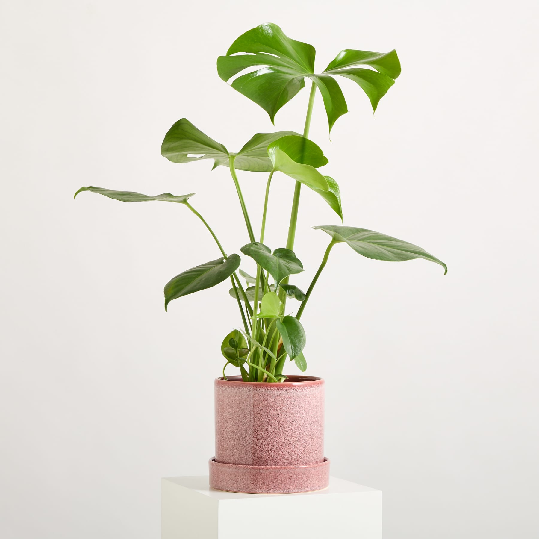 Eine üppige, grüne Monstera-Pflanze in einem rosa Keramiktopf steht auf einer weißen Oberfläche vor einem schlichten Hintergrund.