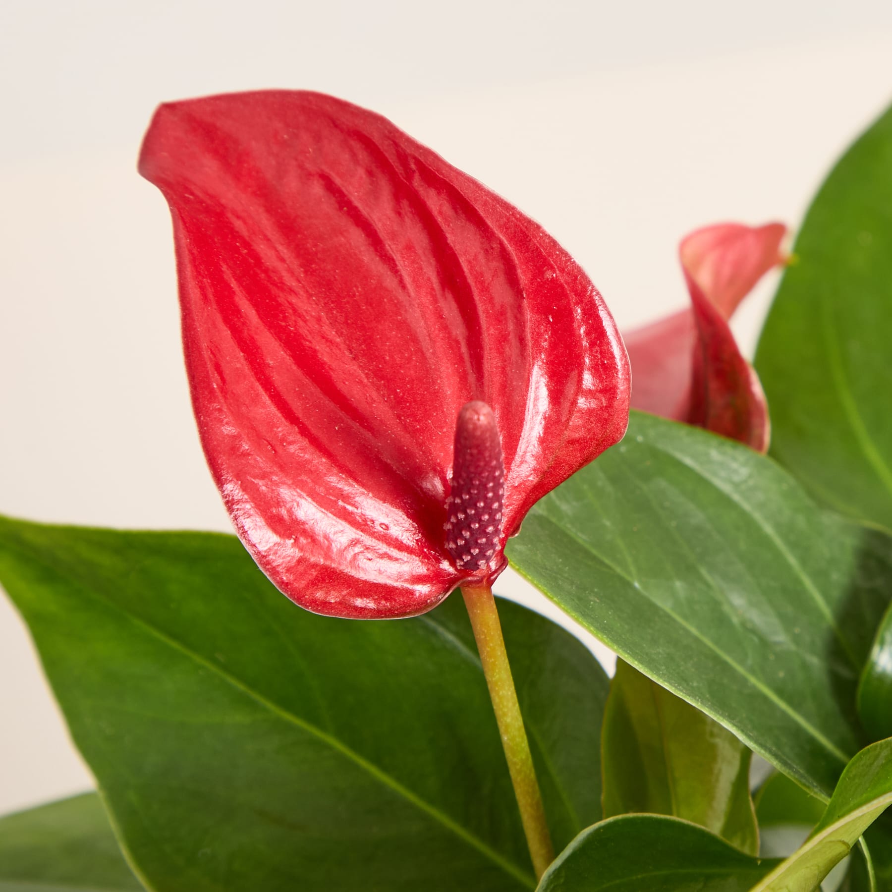 Eine leuchtend rote Anthuriumblüte mit großen, wachsartigen Blütenblättern hebt sich vor einem Hintergrund aus üppigen grünen Blättern ab.