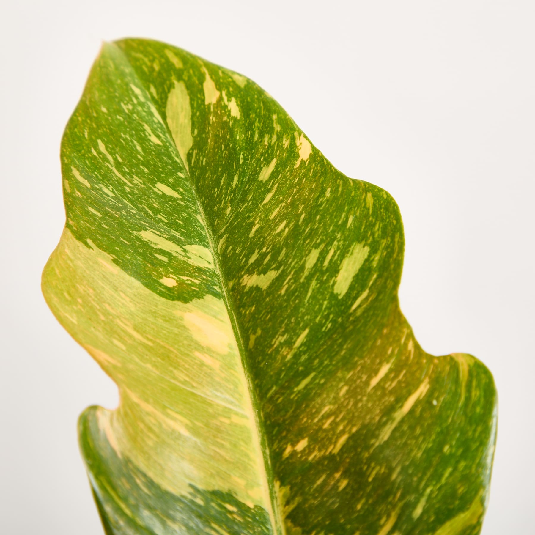 Ein leuchtend grünes Blatt mit gelben Flecken und Mustern vor einem schlichten weißen Hintergrund.