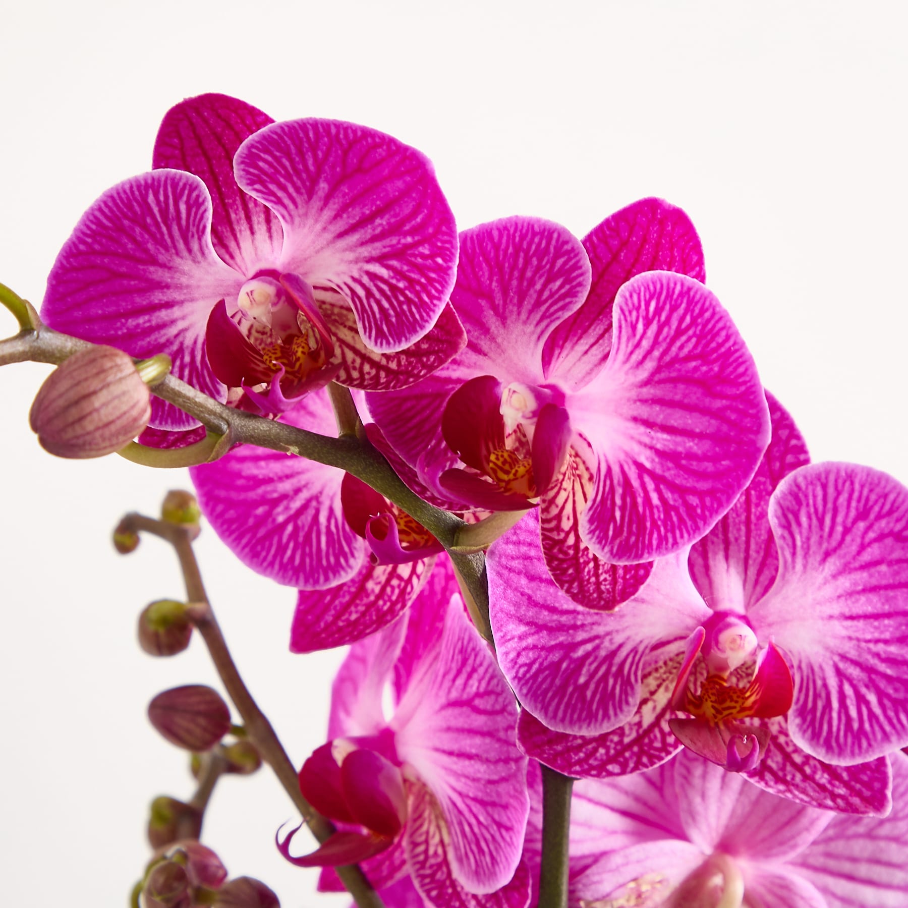 Leuchtend rosa Orchideenblüten mit komplizierten Mustern blühen auf einem Stiel vor einem schlichten weißen Hintergrund.