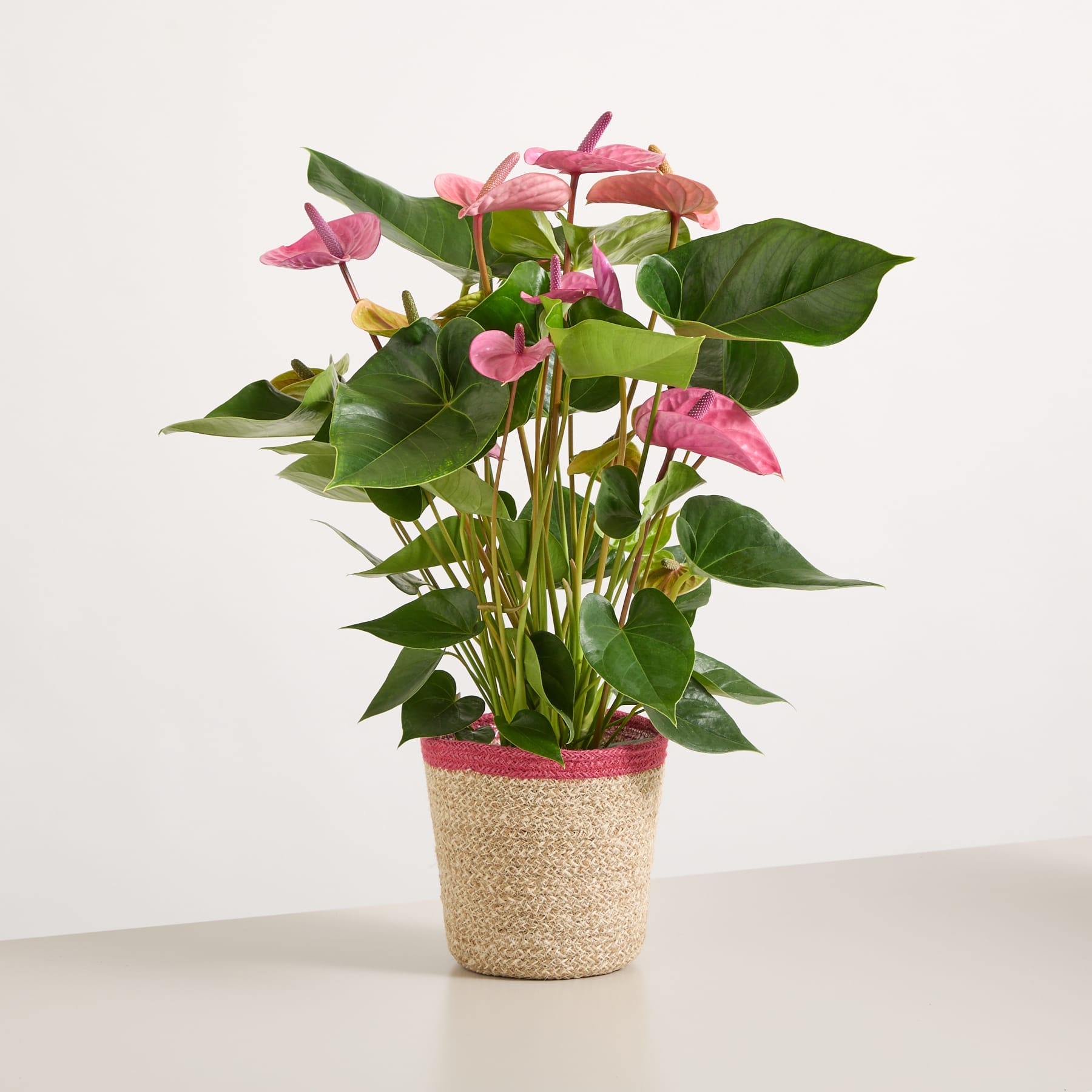 Ein Strauß leuchtend rosa Anthurienblüten in einem weißen Keramiktopf, gehalten in den Händen einer Person, die einen hellen Pullover trägt, vor einem schlichten blauen Hintergrund.
