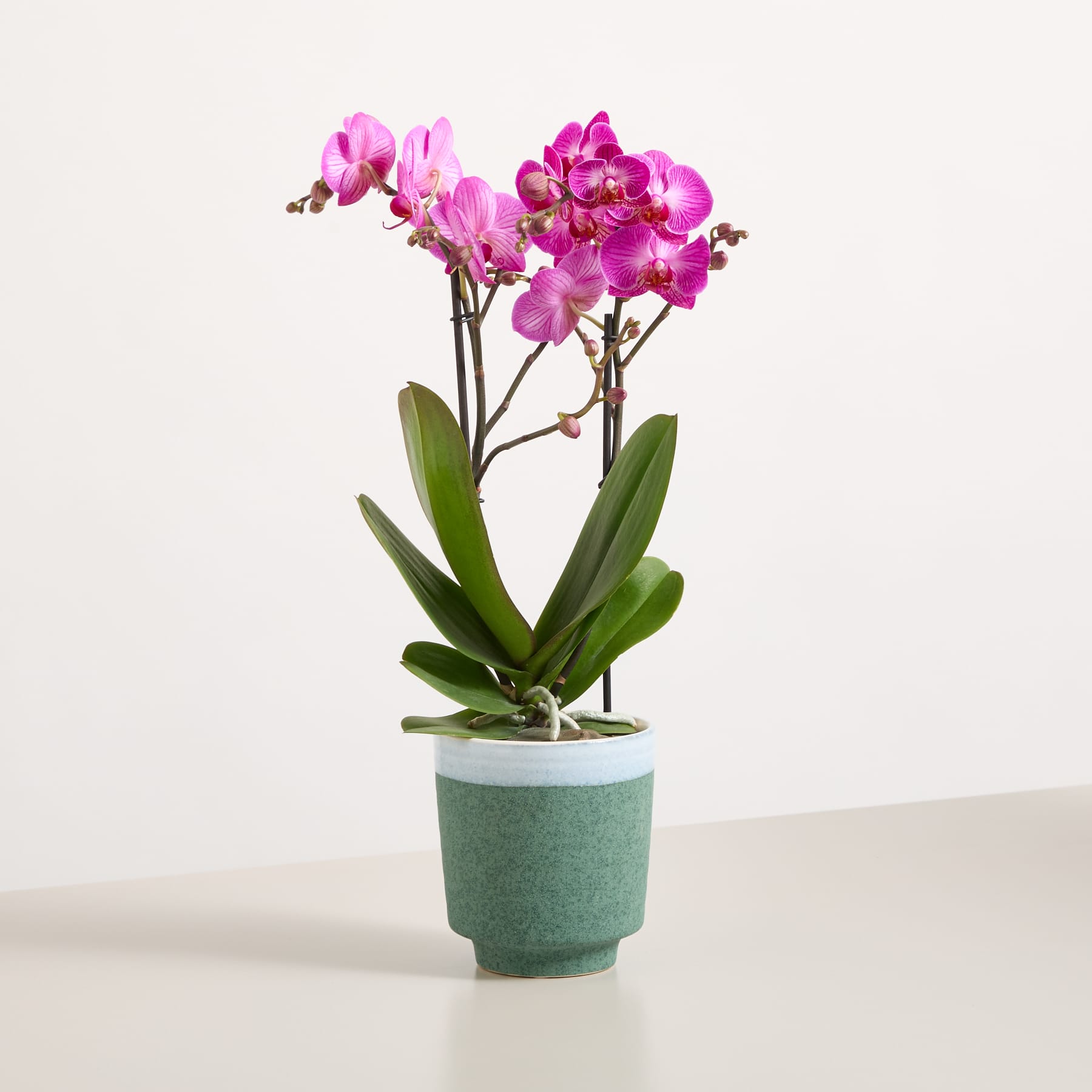 Eine leuchtend rosa Orchideenpflanze in einem grünen Keramiktopf steht auf einem schlichten weißen Hintergrund.