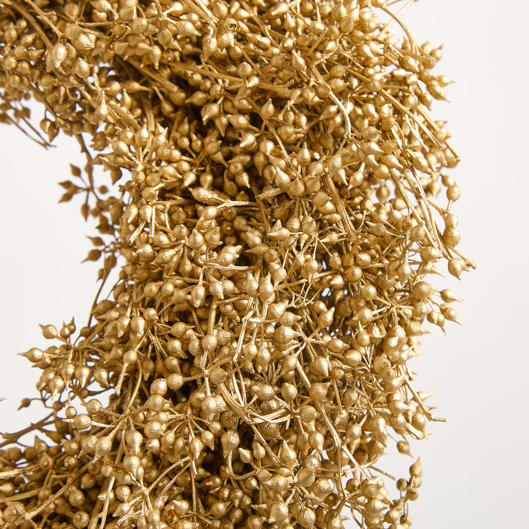 Eine dichte Ansammlung getrockneter, goldfarbener Blüten oder Samenstände füllt den Rahmen und erzeugt ein strukturiertes und kompliziertes Muster vor einem schlichten weißen Hintergrund.