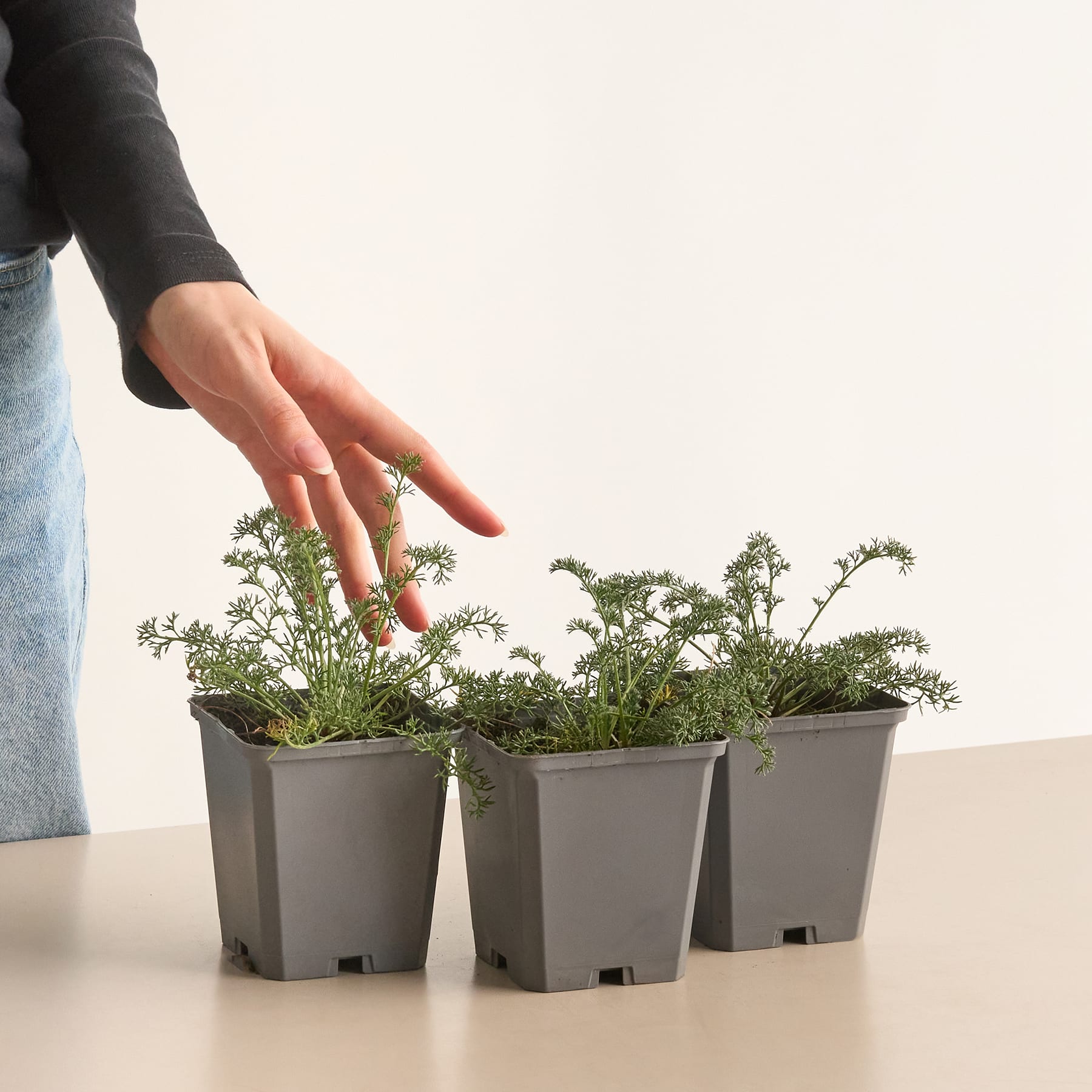 Eine Hand greift nach kleinen Topfpflanzen auf einem Tisch vor einem schlichten Hintergrund.