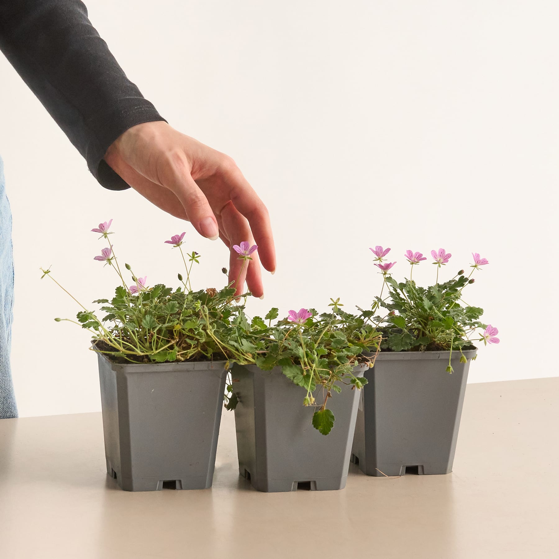 Eine Hand im Ärmel eines Anzugs greift nach unten, um sich um eine Reihe kleiner Topfpflanzen mit rosa Blüten auf einer weißen Oberfläche zu kümmern.
