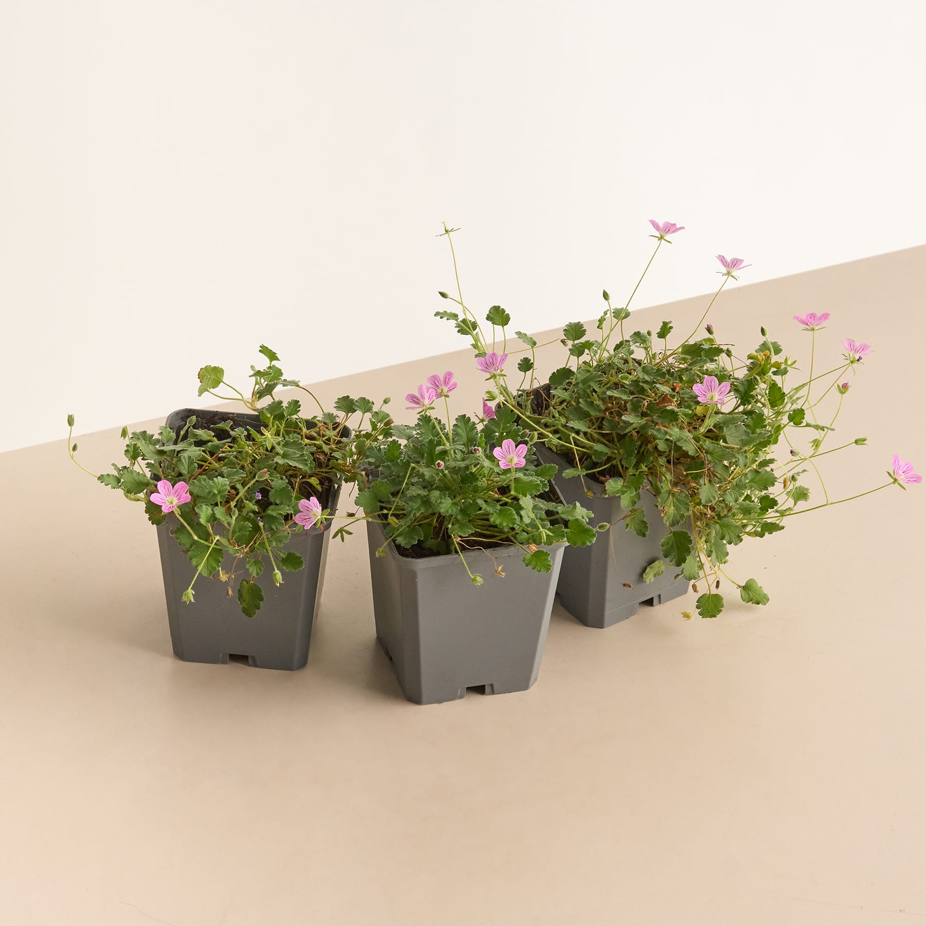 Drei graue Pflanzgefäße mit üppigem, grünem Laub und leuchtend rosa Blüten stehen auf einer beigen Oberfläche vor einem schlichten, hellen Hintergrund.