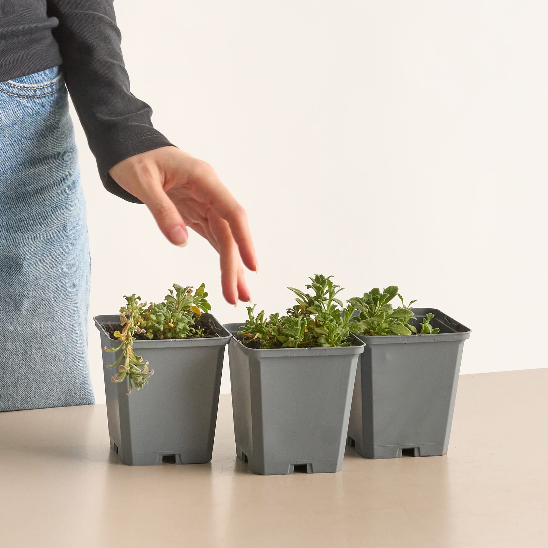 Die Hand einer Person greift nach drei kleinen Topfpflanzen auf einem Tisch vor einem schlichten Hintergrund.