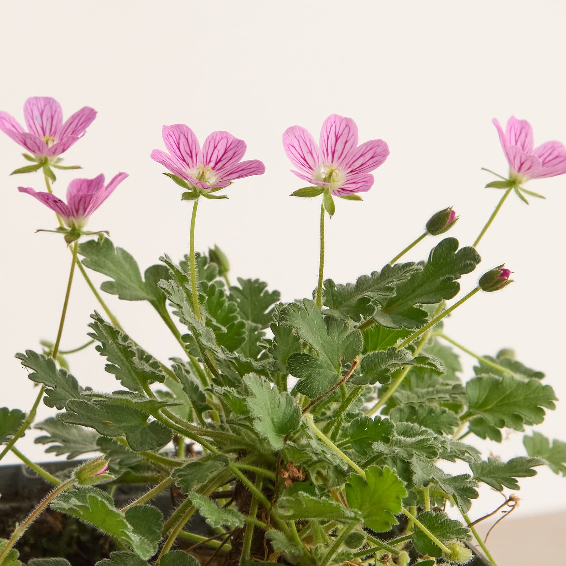 Ein lebendiger Strauß zartrosa Blumen mit üppigem grünem Laub steht vor einem schlichten, hellen Hintergrund.