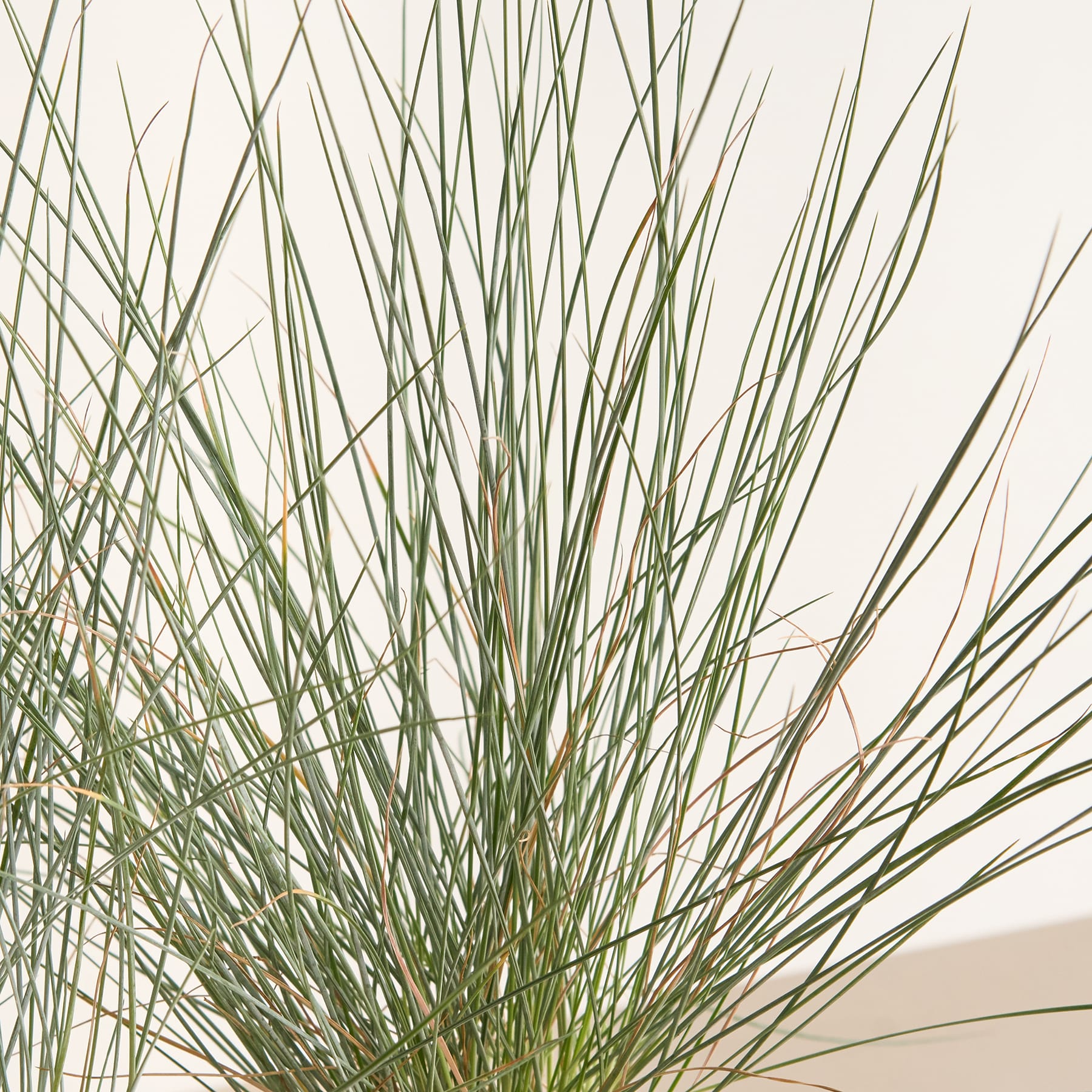 Eine dichte Ansammlung langer, schlanker, grüner und brauner grasähnlicher Pflanzen füllt den Rahmen und erzeugt eine strukturierte und organische visuelle Komposition vor einem schlichten, hellen Hintergrund.