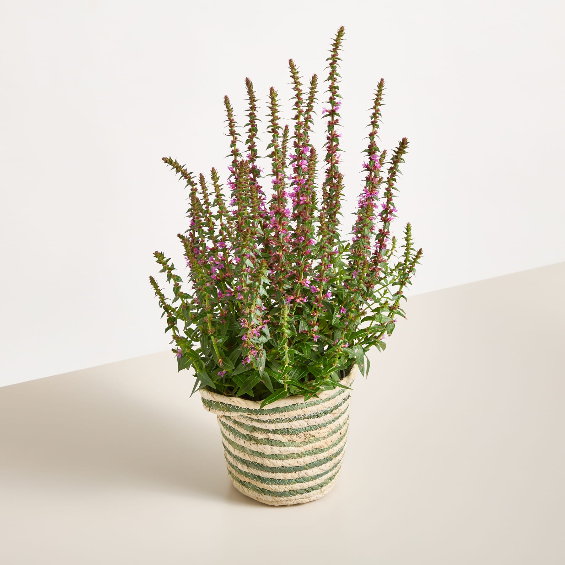 Auf einem schlichten Hintergrund steht eine Topfpflanze mit leuchtend violetten und grünen Blüten.