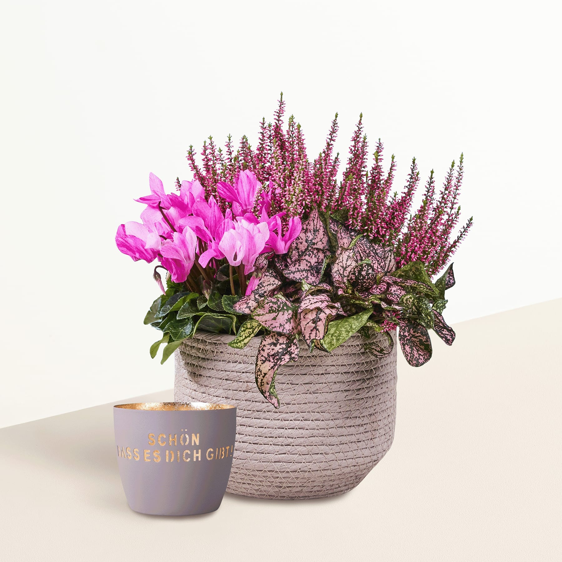 Auf einem Tisch steht vor einem schlichten blauen Hintergrund ein Topfarrangement aus leuchtend rosa Blumen und violett-roten Heidepflanzen.
