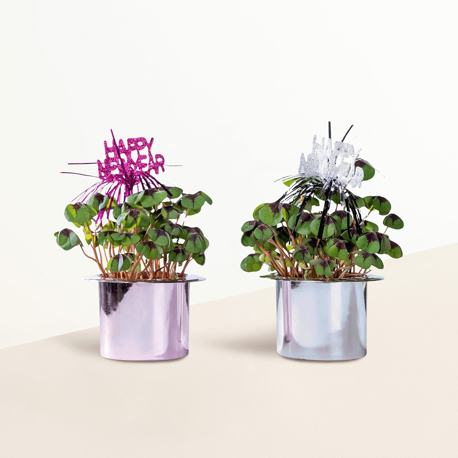 Zwei kleine Topfpflanzen mit grünen Blättern und rosa und weißen Blüten stehen auf einem schlichten weißen Hintergrund.