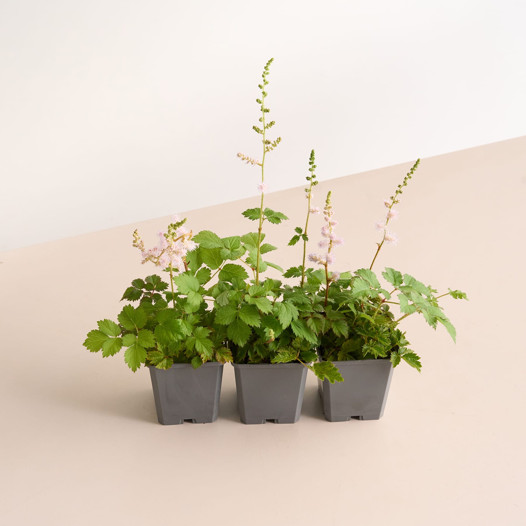 Das Bild zeigt eine Nahaufnahme einer Pflanze mit grünen Blättern und kleinen, flauschigen violetten Blüten oder Knospen, die aus dem Stängel wachsen. Der Hintergrund ist unscharf, wodurch ein weicher, natürlicher Fokus auf die Pflanze entsteht.