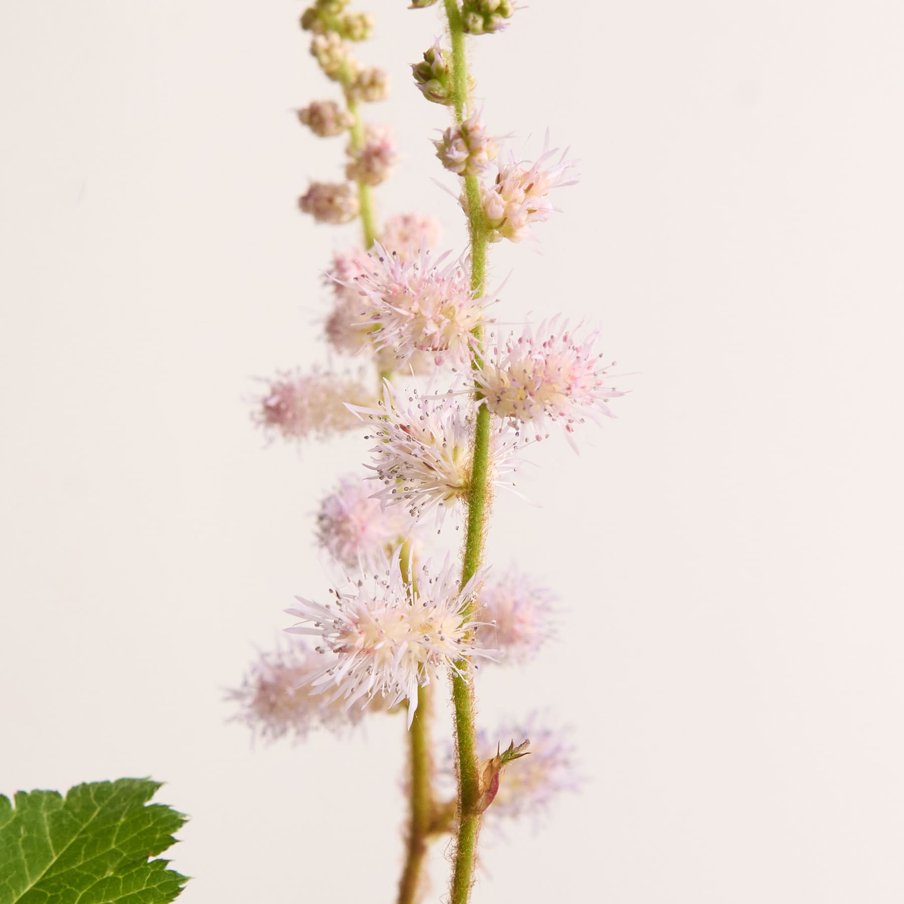 Das Bild zeigt mehrere Topfpflanzen mit grünen Blättern und kleinen Blüten, die auf einer hellen Oberfläche vor einem schlichten Hintergrund platziert sind.
