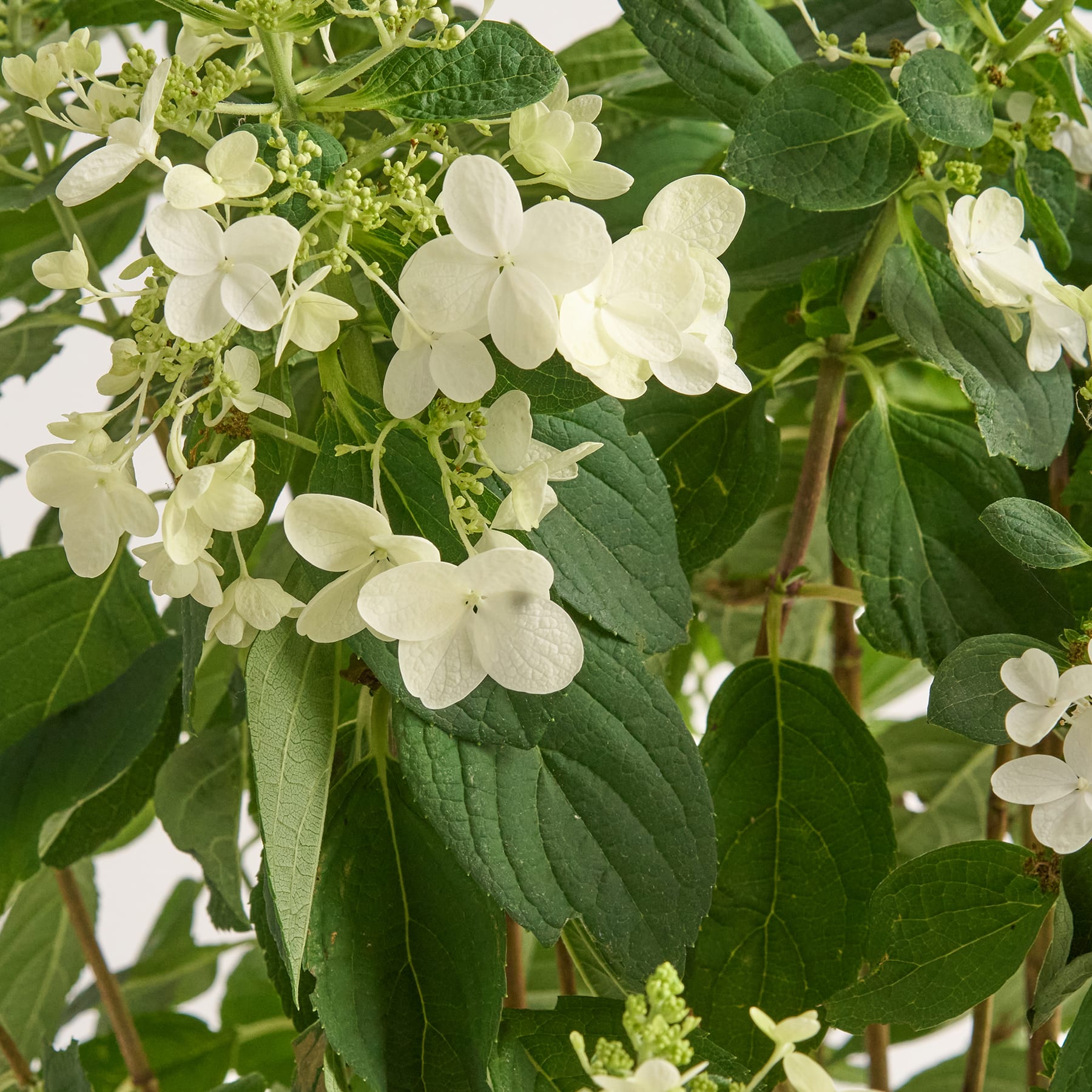Das Bild zeigt einen üppigen, grünen Garten mit einer Fülle grüner Blätter und Stängel, die ein lebendiges und natürliches Bild ergeben.