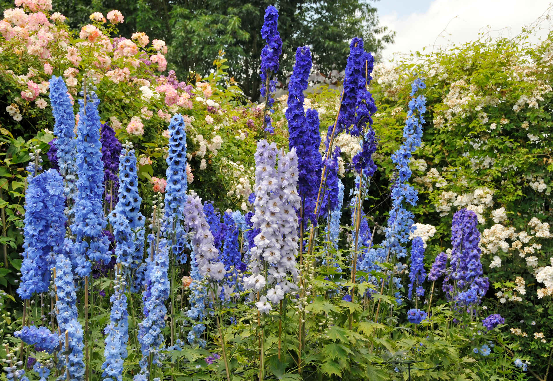 Ein lebendiger Garten voller großer, auffälliger blauer und violetter Ritterspornblüten, umgeben von üppigem Grün und rosa Blüten im Hintergrund.