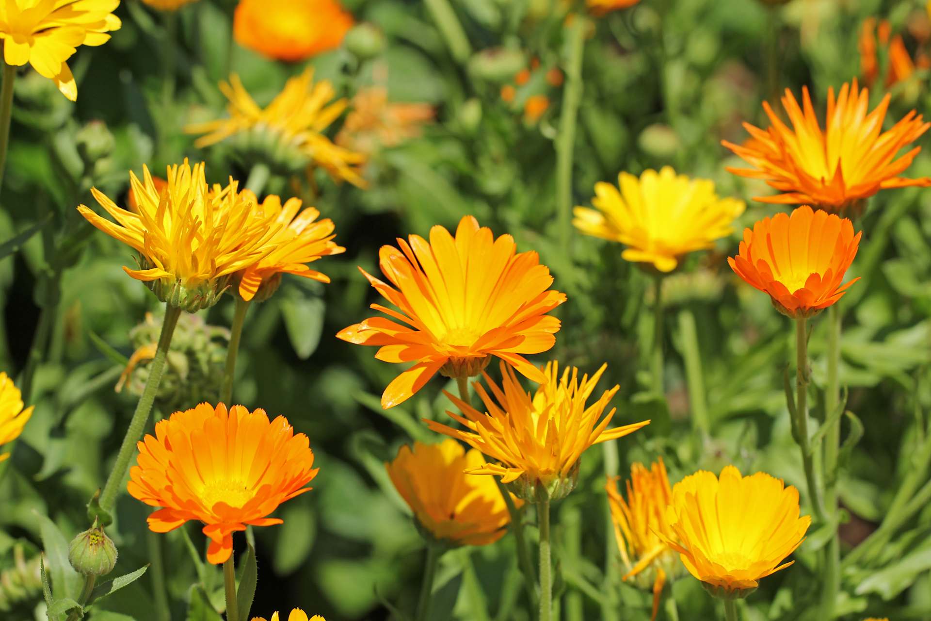 Ein leuchtendes Feld aus gelben und orangefarbenen Ringelblumen in voller Blüte, umgeben von üppigem grünem Laub.