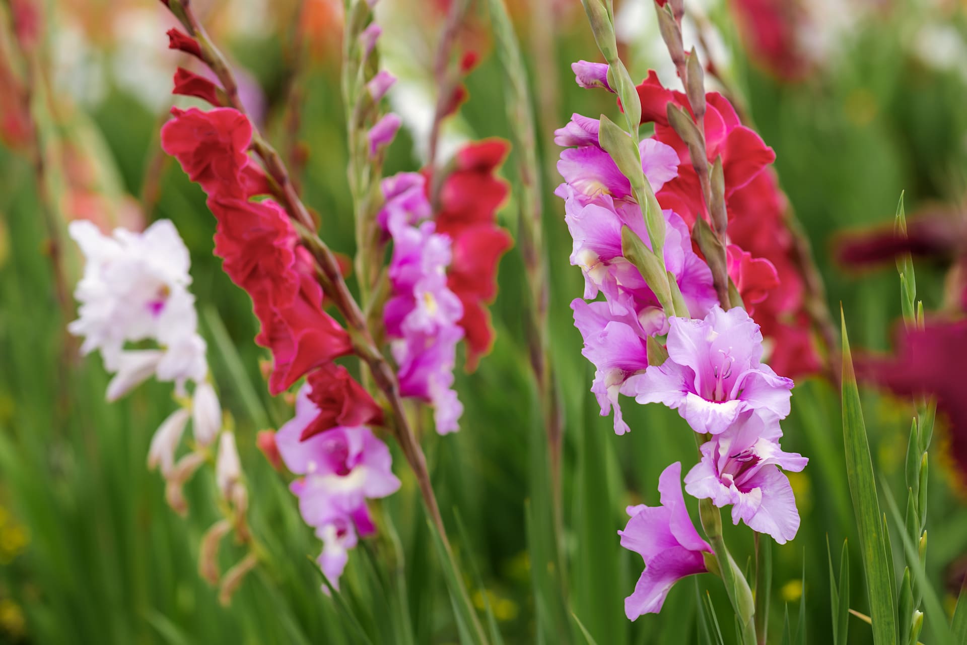 Leuchtend rote und violette Blumen ragen hoch über einem üppigen grünen Hintergrund empor und schaffen eine optisch beeindruckende und farbenfrohe Szene.