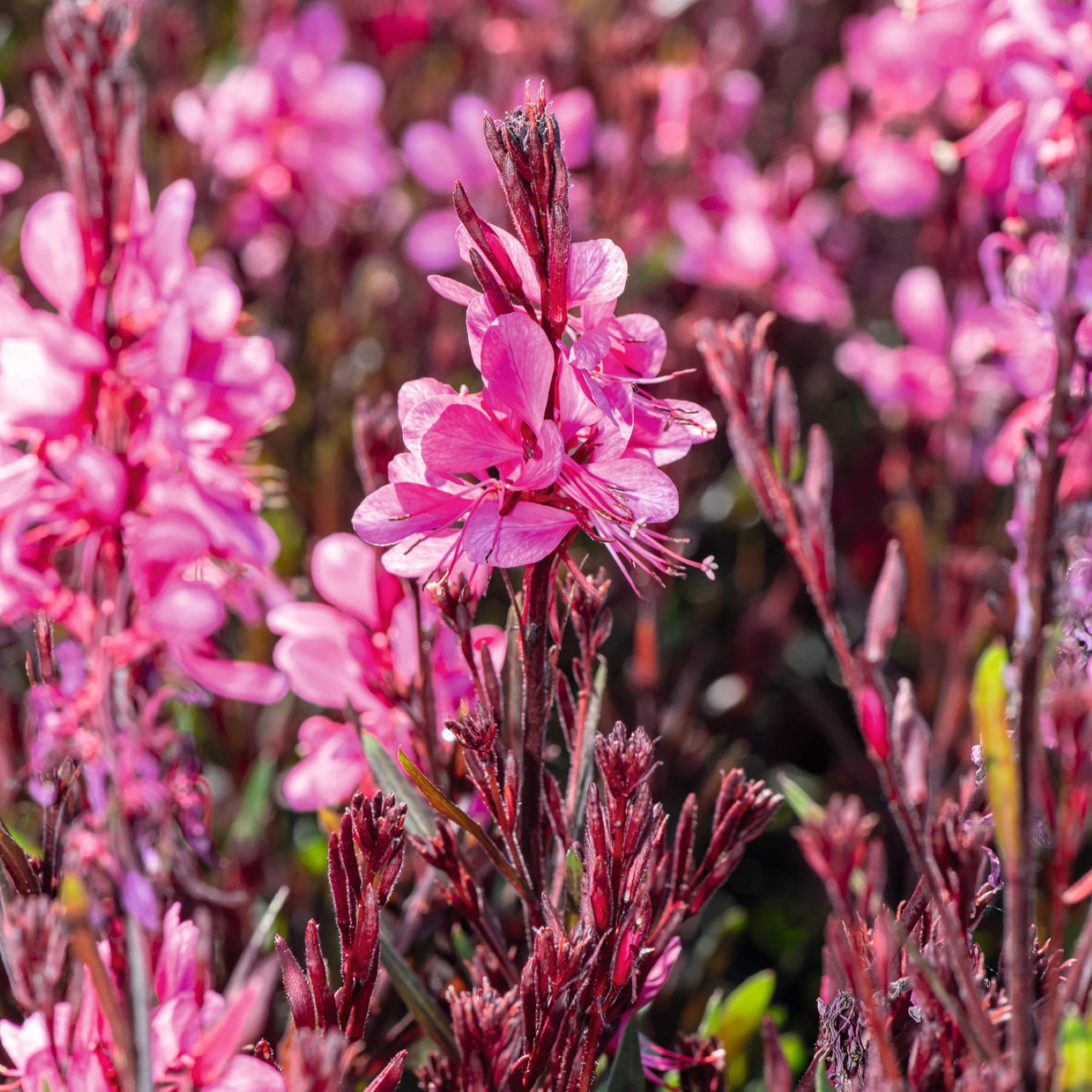 Das Bild zeigt einen Strauß leuchtender, burgunderfarbener Blumen in kleinen Töpfen, die von einer Person in den Händen gehalten werden, vor einem schlichten, hellen Hintergrund.