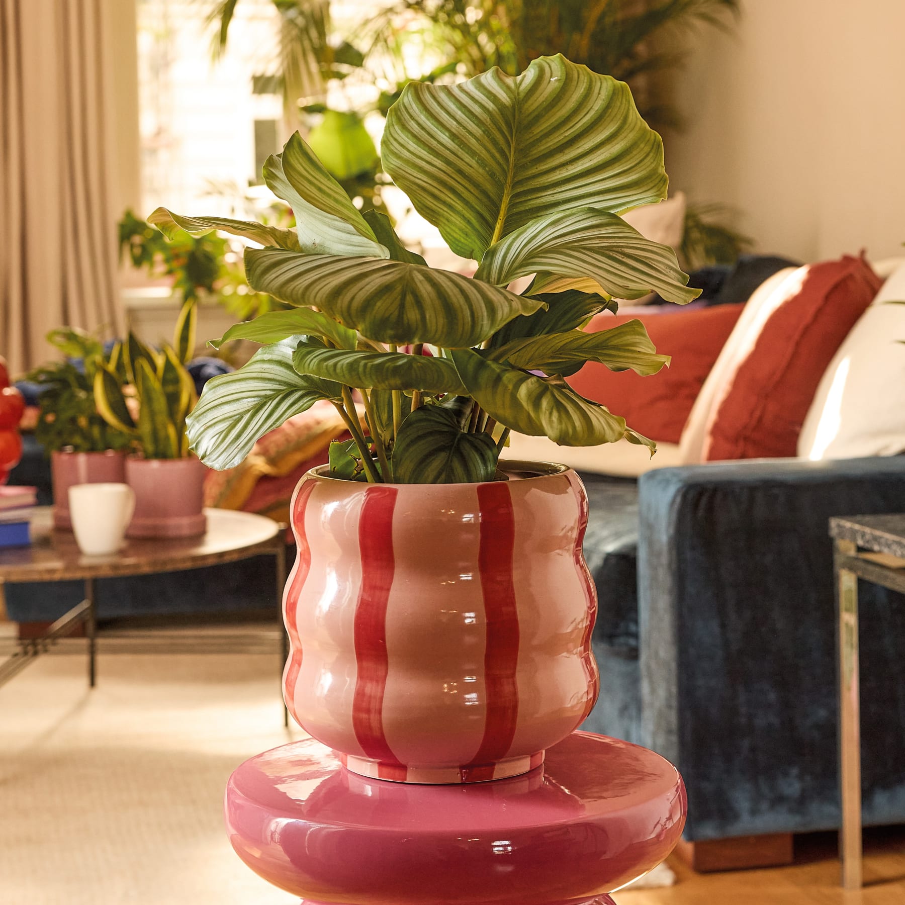 Calathea 'Orbifolia' - plastikfrei L