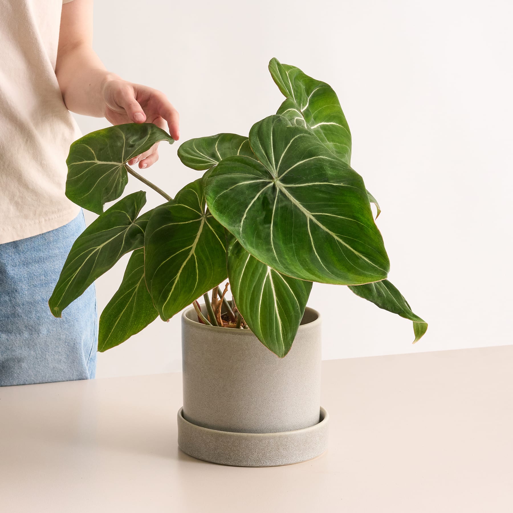 Philodendron 'Gloriosum' 