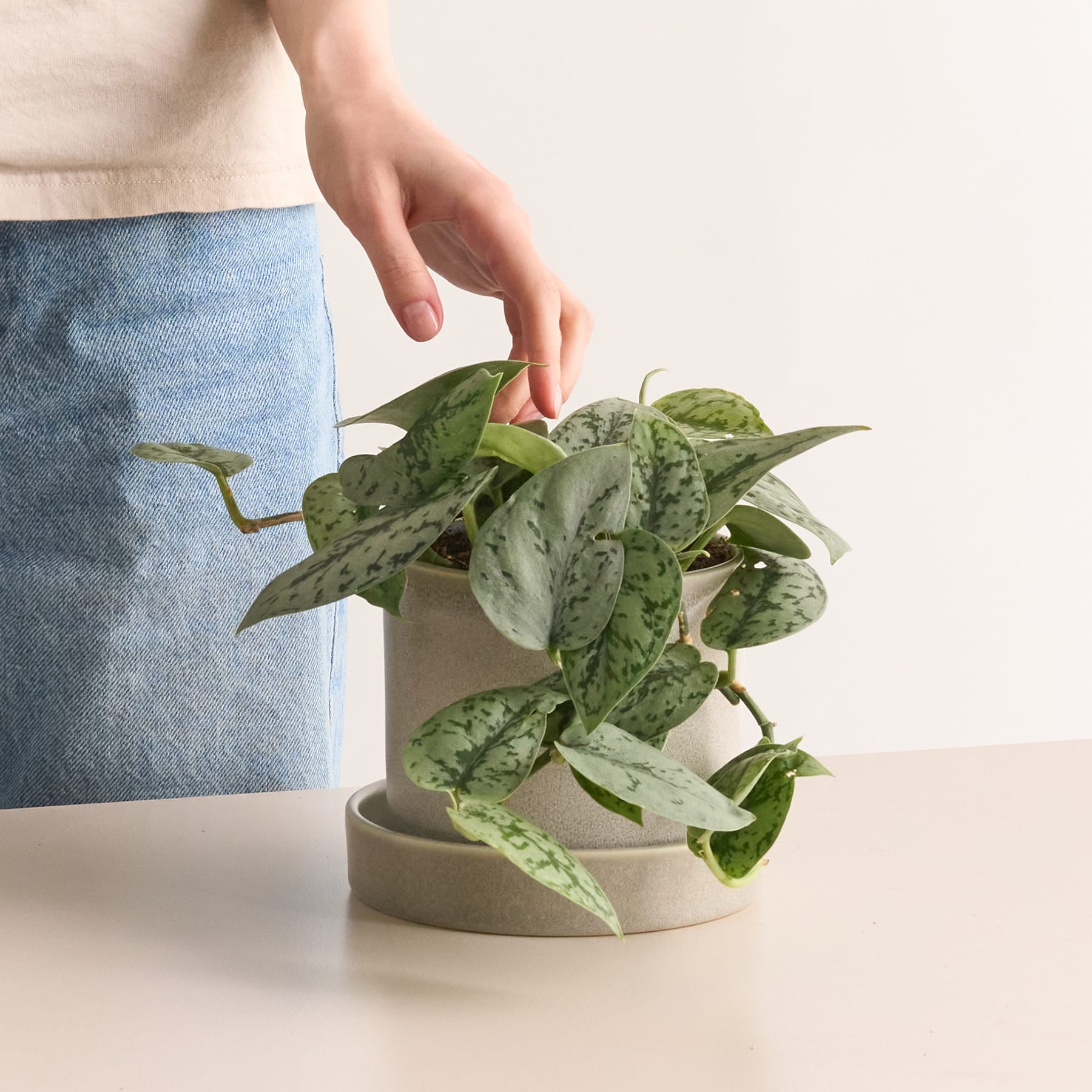 Philodendron 'Pictus'