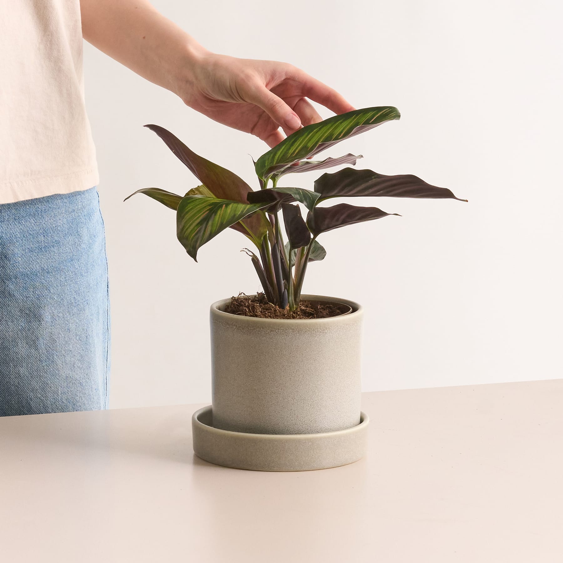 Calathea 'Beauty Star'