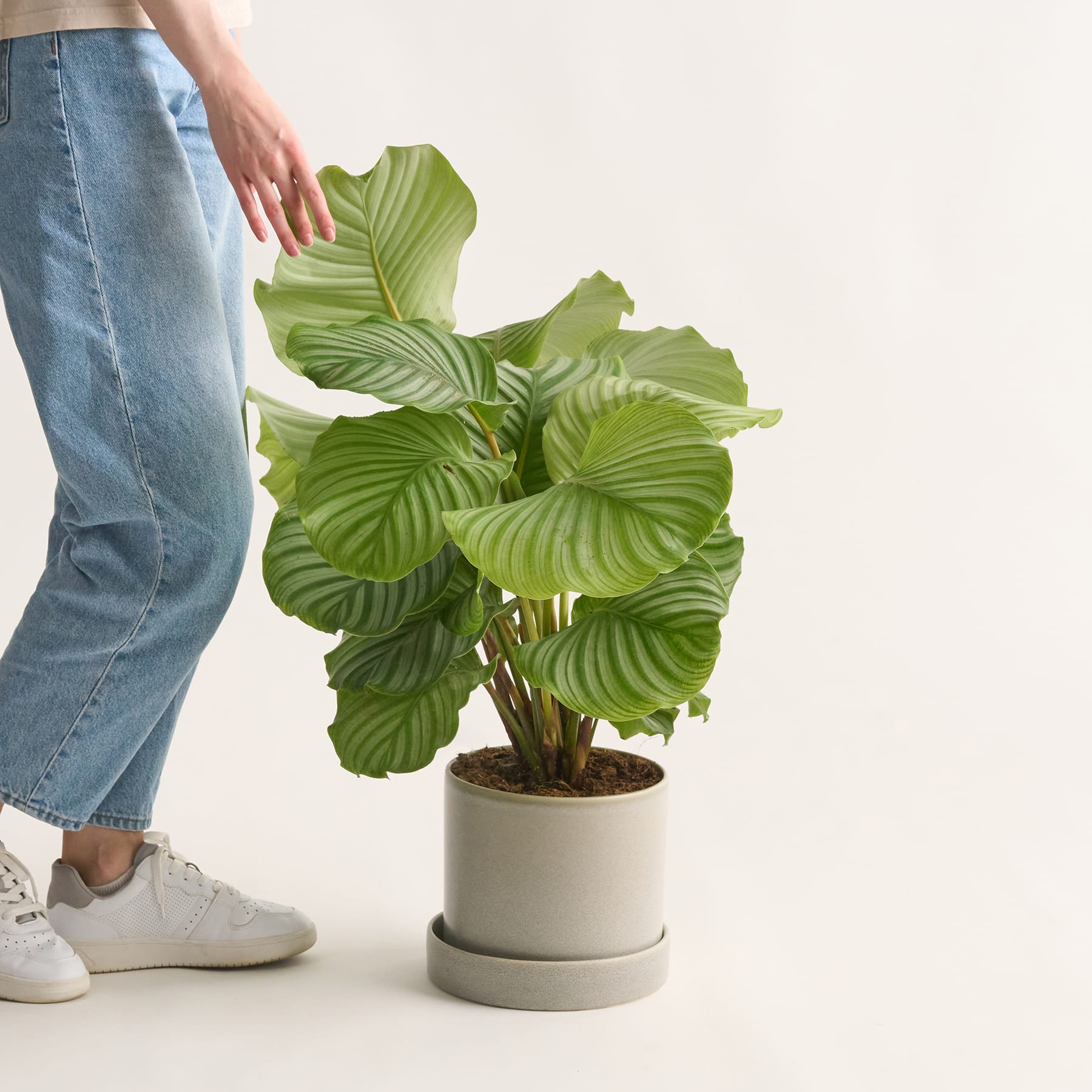 Calathea 'Orbifolia' M