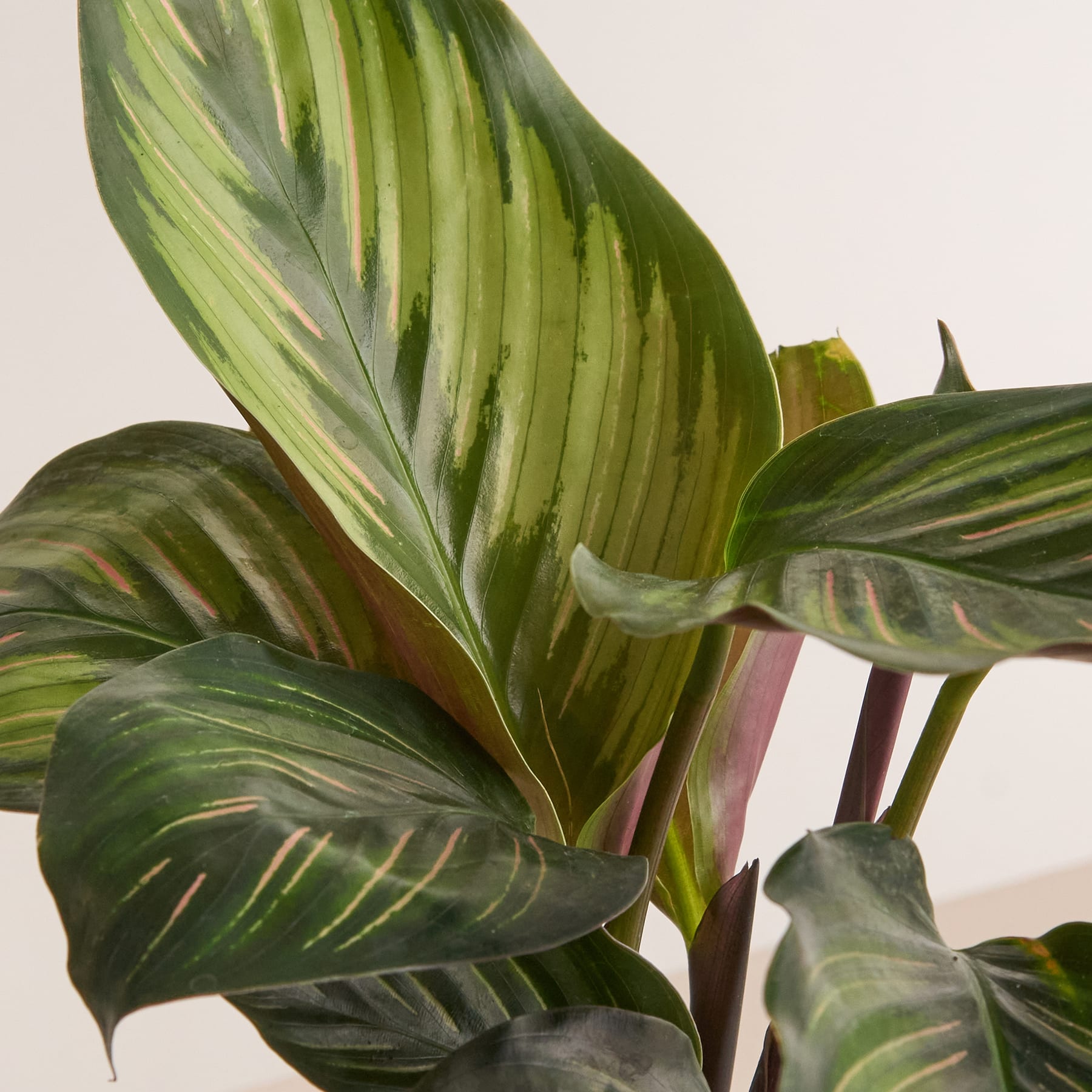 Calathea 'Beauty Star'