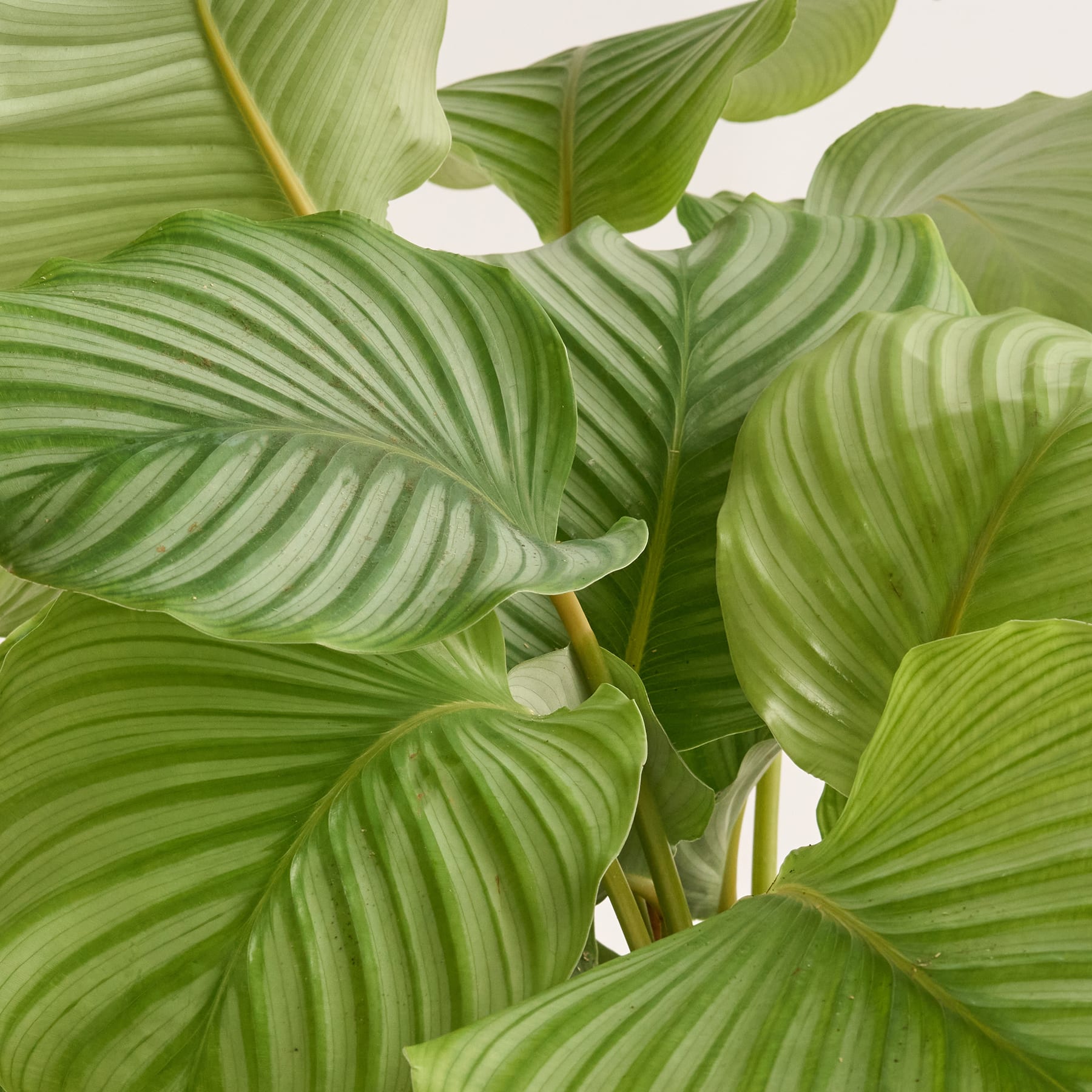 Calathea 'Orbifolia' M