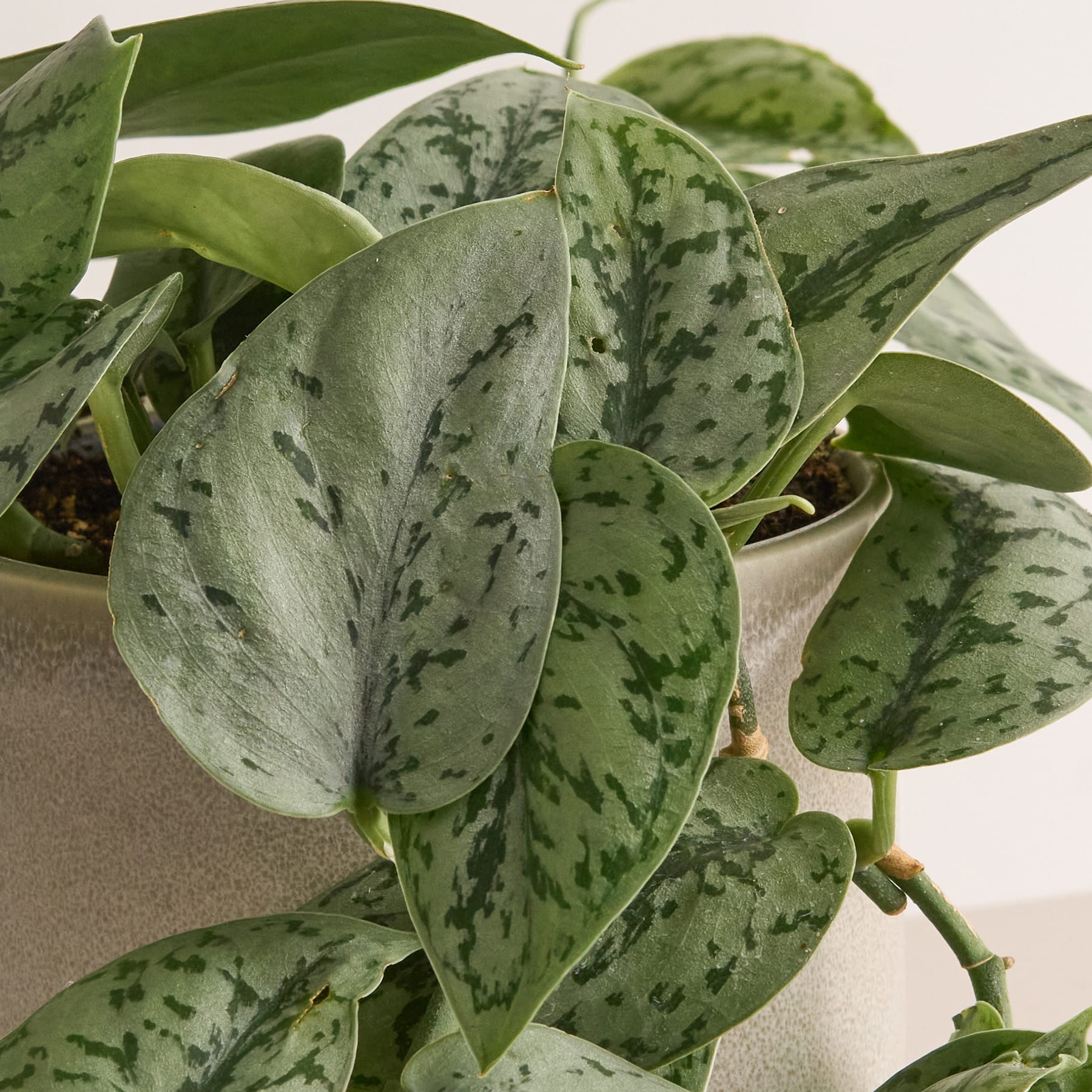 Philodendron 'Pictus'